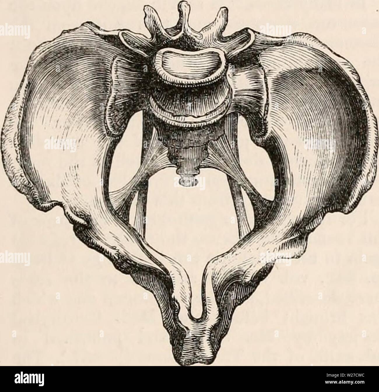 Image d'archive à partir de la page 264 de la cyclopaedia d'anatomie et de Banque D'Images