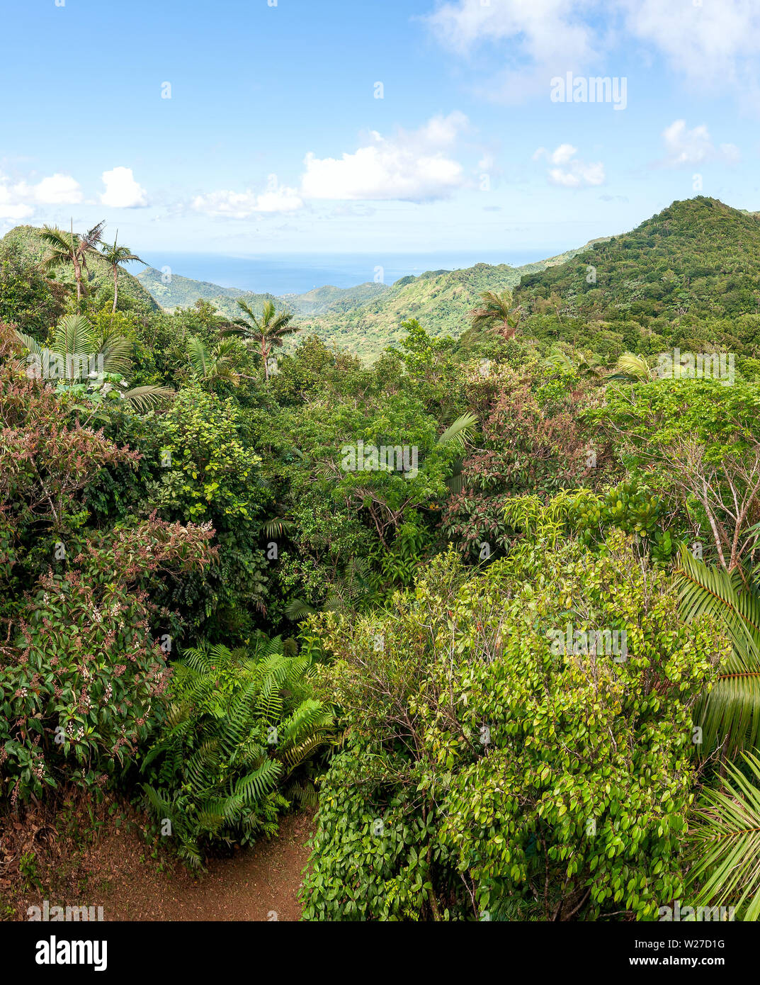 Voir l'île de La Grenade - Parc National de Grand Etang Grand Étang - forêt - île tropicale des Caraïbes Banque D'Images