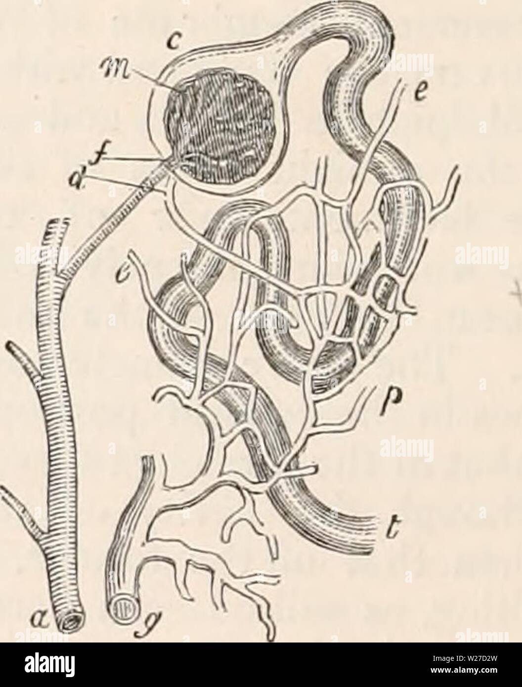 Image d'archive à partir de la page 265 de la cyclopaedia d'anatomie et de Banque D'Images