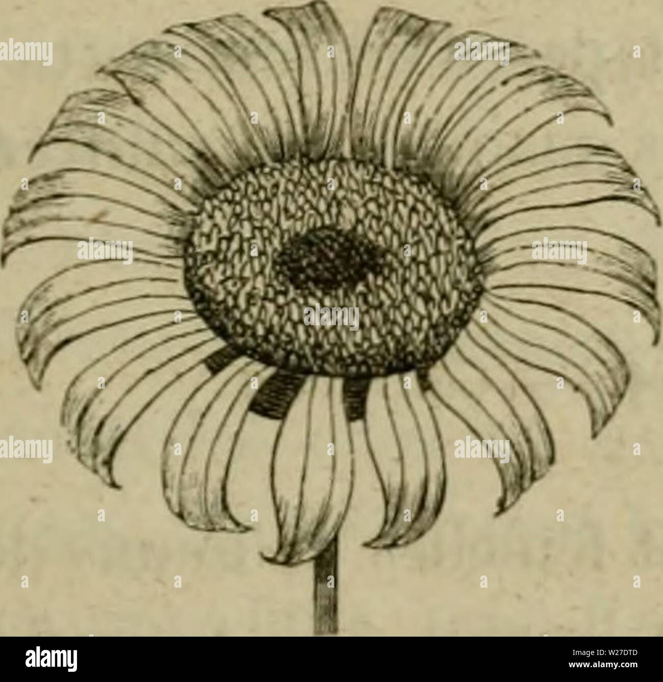 Image d'archive à partir de la page 268 de De la fécondation naturelle et de la fÃcondation vÃgÃtaux naturelle et artificielle des et de l'hybridation, considÃrÃe dans ses rapports avec l'horticulture, l'agriculture et la sylviculture, contenant les moyens pratiques d'opÃrer l'hybridation et de crÃer des variÃtÃs delafcondation facilement nouvelles1862leco Année : 1862 â ¢ A.MILLI' : COMPOSKIÃS SYiNA DES UO.NTUÃRKES. 2À0 maijicum ctc, il vaut mieux tondre la lleur en laissant le tube (les tleurons assez court pour qu'on puisse atteindre le stigmate avec nii pinceau. Cette iiiulilatioii ne nuit en rien à la Banque D'Images