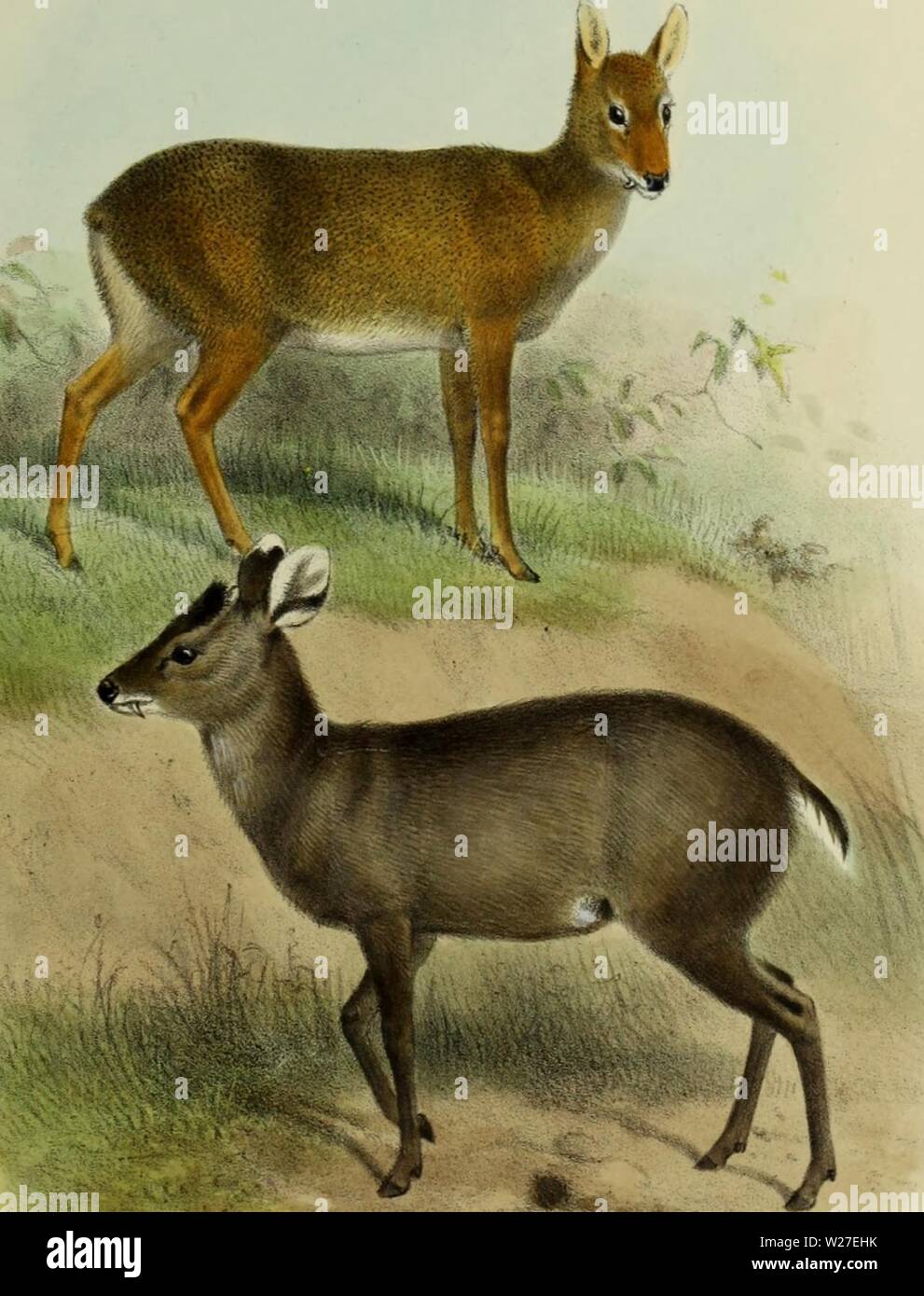 Image d'archive à partir de la page 270 de la deer de tous les pays ; Banque D'Images