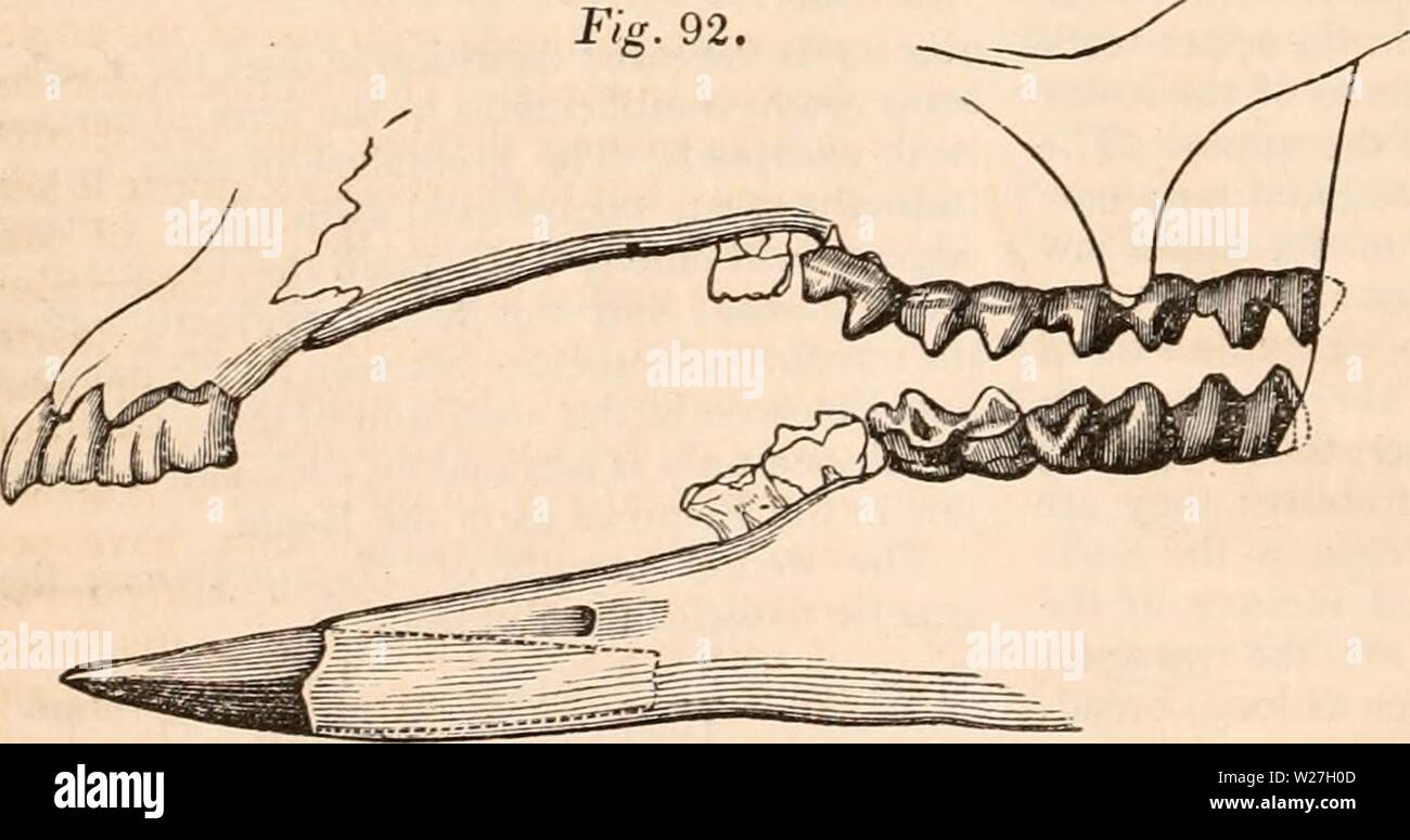 Image d'archive à partir de la page 279 de la cyclopaedia d'anatomie et de Banque D'Images