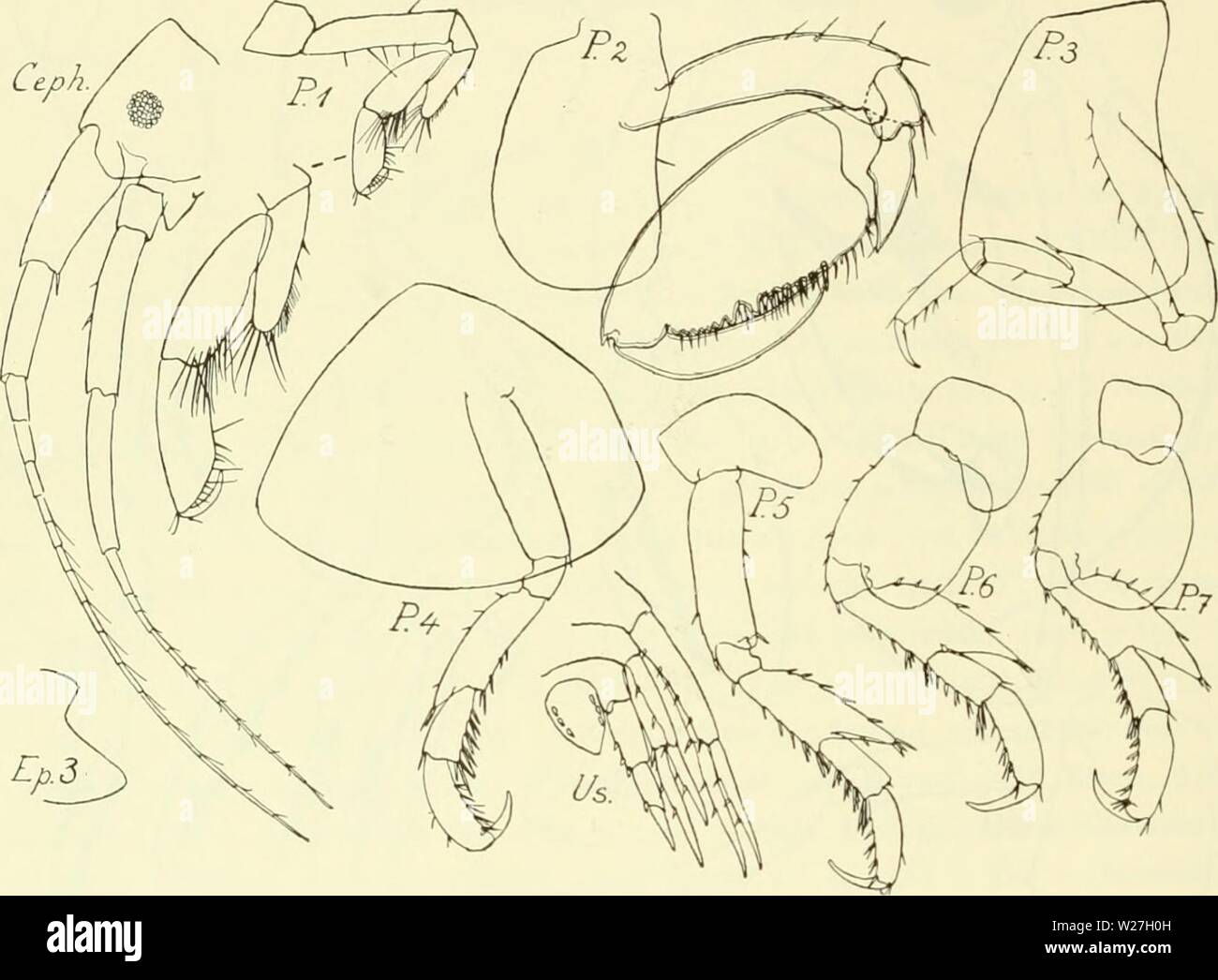 Image d'archive à partir de la page 279 de l'Ingolf danois-Expedition (1899-1953). L'expédition danoise Ingolf-danishingolfex daniuoft3CPT8ig8 Année : 1899-1953 LES CRUSTACÉS Malacostracés. VII. En ayant le pédoncule de 2 antennes très longues cette espèce est plus Stenothoe megacheir étroitement allié à (Boeck) (G. O. Sars 1895, p. 242, pi. 83), mais elle diffère entre autres choses d'avoir péréiopode chez 2 (y compris la plaque latérale) d'une autre forme, et péréiopodes 6-7 ont beaucoup plus mixte 4ème produit dans le coin arrière inférieur. 203. Aequicornis Stenothoe ( ?) n. sp. (Fig. 59). Événement. 5 spécimens ont été prises à la Banque D'Images
