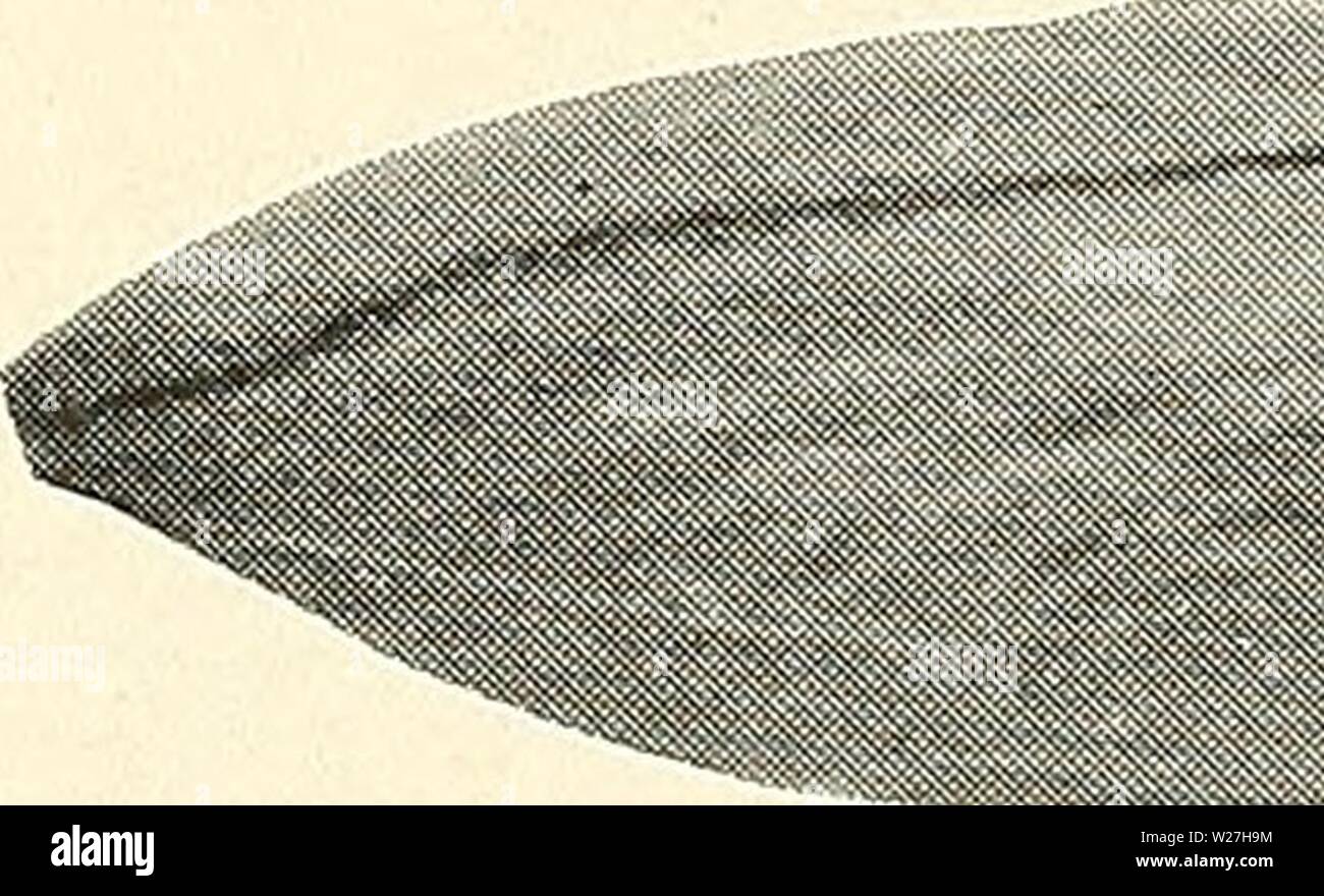 Image d'archive à partir de la page 280 du bulletin du Ministère (1923-1929). Bulletin departmentbul Ministère unité11261150Année : 1923-1929. S o II Z ll. LU Â° S G 2 à un} Â '' - ft. a. Â" un o o 2so  j fin fO LU &gt ; LU 03 Â£ un ' fe Li 2  Â" &gt;Â£.  =3 ' un cj sx,c lu un &Lt ; H CO pi o 5 de Â" =T3 B.2ti d s LU .G Â" o3 'si-13 ft Â£ &gt;fi ,q Z o ' h- H O O 03 03 o 03 m bÂ£ O 'o &Lt ; â¢S j i3 CM s b. 03 o 0 = &lt;D a. Q  âr-Â" M O â sH un DC 1H| LU o3 (3 M 6 O 1S & j'Â ¢ â ¢ â® â ¢ Â-£ o c.2r 0,53 pi 0 ftÂ o3£g ic 2 ft J .a1 Banque D'Images