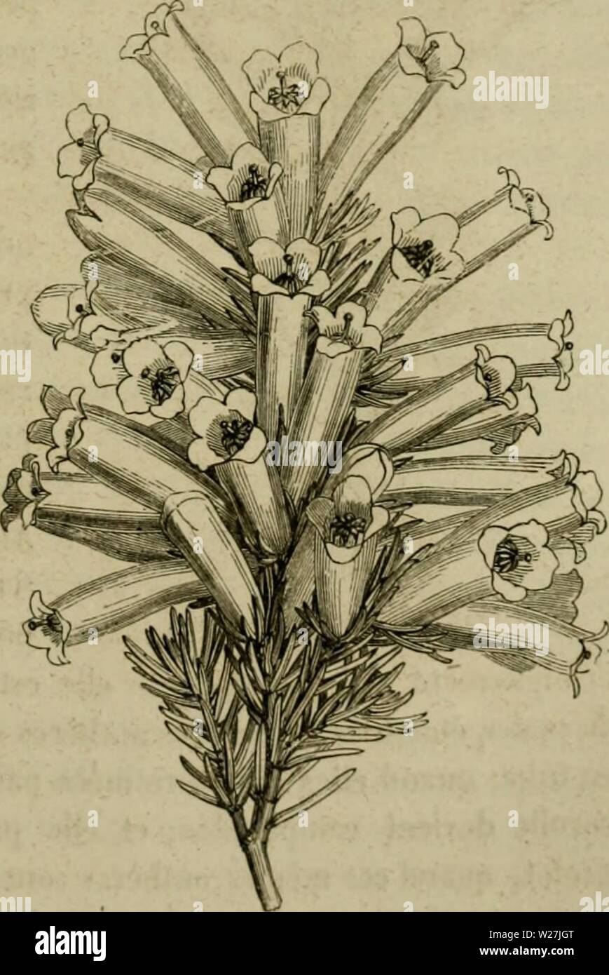 Image d'archive à partir de la page 284 du de la fécondation naturelle et de la fÃcondation vÃgÃtaux naturelle et artificielle des et de l'hybridation, considÃrÃe dans ses rapports avec l'horticulture, l'agriculture et la sylviculture, contenant les moyens pratiques d'opÃrer l'hybridation et de crÃer des variÃtÃs delafcondation facilement nouvelles1862leco Année : 1862 ' FAMILLE DKS. EKICACKES 255 CSenre AnflroniÂ"&gt;de. - Aildroinala. La condation iÃ¨AnJioiuÃ« clos dcs est la mÃªme que celle des Ãrbutiis, mais toutes les espÃ¨cultivÃes doiuicnt la SCÉ ne pas des graines fertiles. Fr.to obtenir de Banque D'Images