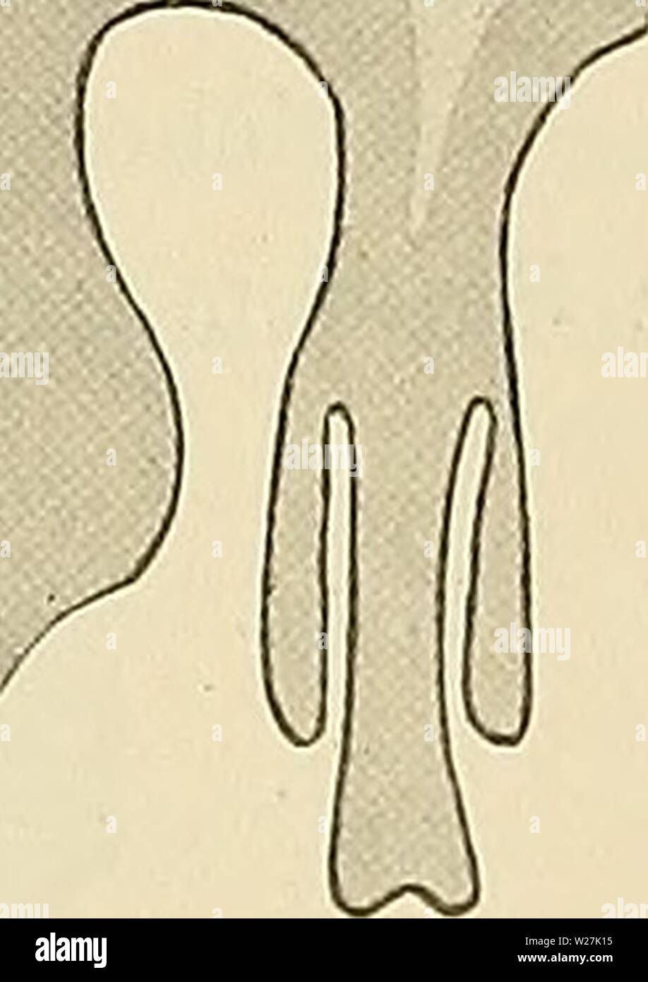 Image d'archive à partir de la page 286 d'Medicinisch-Naturwissenschaftlichen Denkschriften der Gesellschaft zu. Denkschriften der Medicinisch-Naturwissenschaftlichen denkschriftender Gesellschaft zu Jena714medi Année : 1879 27 Ueber die Stellung der zu den Milchdrüsen Hautdrüsen übrigen. J99 springende Leisten dans getheilt verschieden grosse periphere Fächer. Annähernde Eine Vorstellung von diesem Verhalten der kleine giebt de la section Le Drüsenschlauches und auf der, Textfigur 1 Zusammenhang mit einem Ausführgang dargestellt ist. Das ist der Epithel Schläuche ziemlich hoch, cubisch cylindrisch bis mit d Banque D'Images