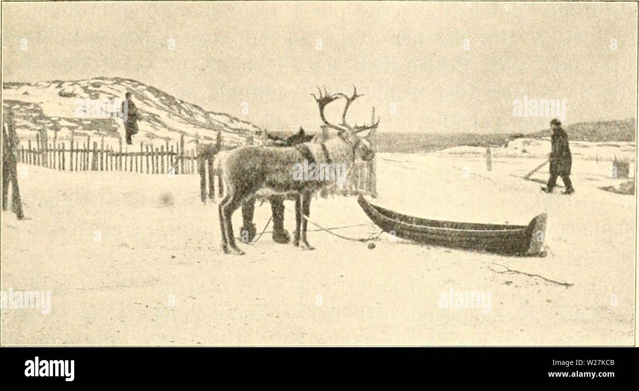 Image d'archive à partir de la page 288 de Dansk ornithologisk forenings tidsskrift (1907). Dansk ornithologisk forenings tidsskrift dans danskornithologi910191416Année : 1907 Bosekop 251. A. Christiani Tot. REJSEBREVE FRA NORGE. A. CHRISTIANI. I. Bosekop. J'Bosekop, som à paa Bunden Altenfjorden tilbragte af, jeg 6 og 7 Marts 1915 pour at se paa det store marqué, hvortil Lapperne kørende Pulke kommer j med Forspand saelge à ren de af varer - hovedsagelig Renkød deres, Skind og Horn - jusqu'Købmaendene fra og Tromsø Hammerfest. Forsyner Lapperne en sig med Kaffe, og hvad de vendeurs, de har brug Banque D'Images