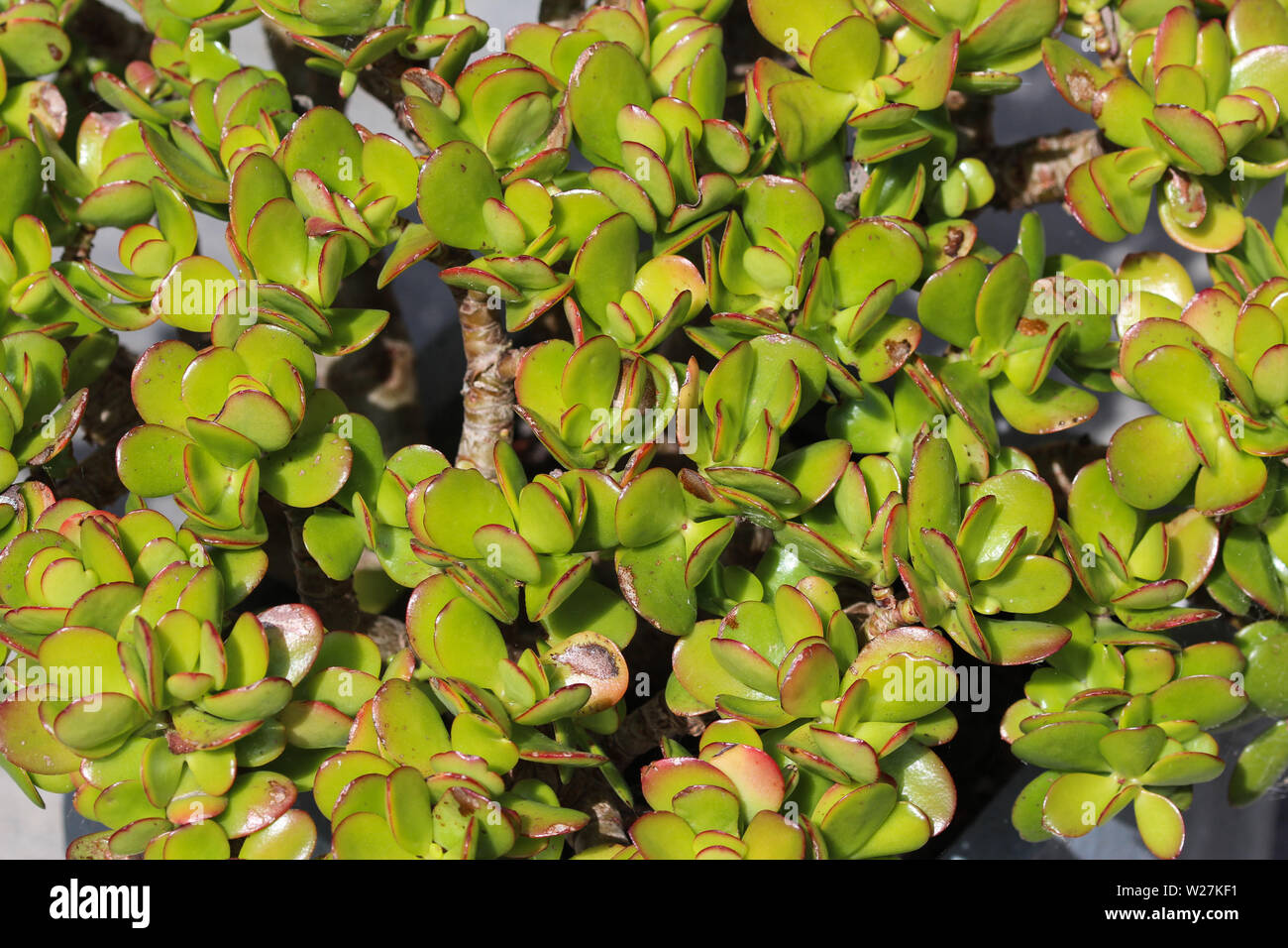 Close up de Crassula ovata, communément connu sous le nom de jade plant, usine de la chance, d'argent ou de plantes arbre d'argent Banque D'Images