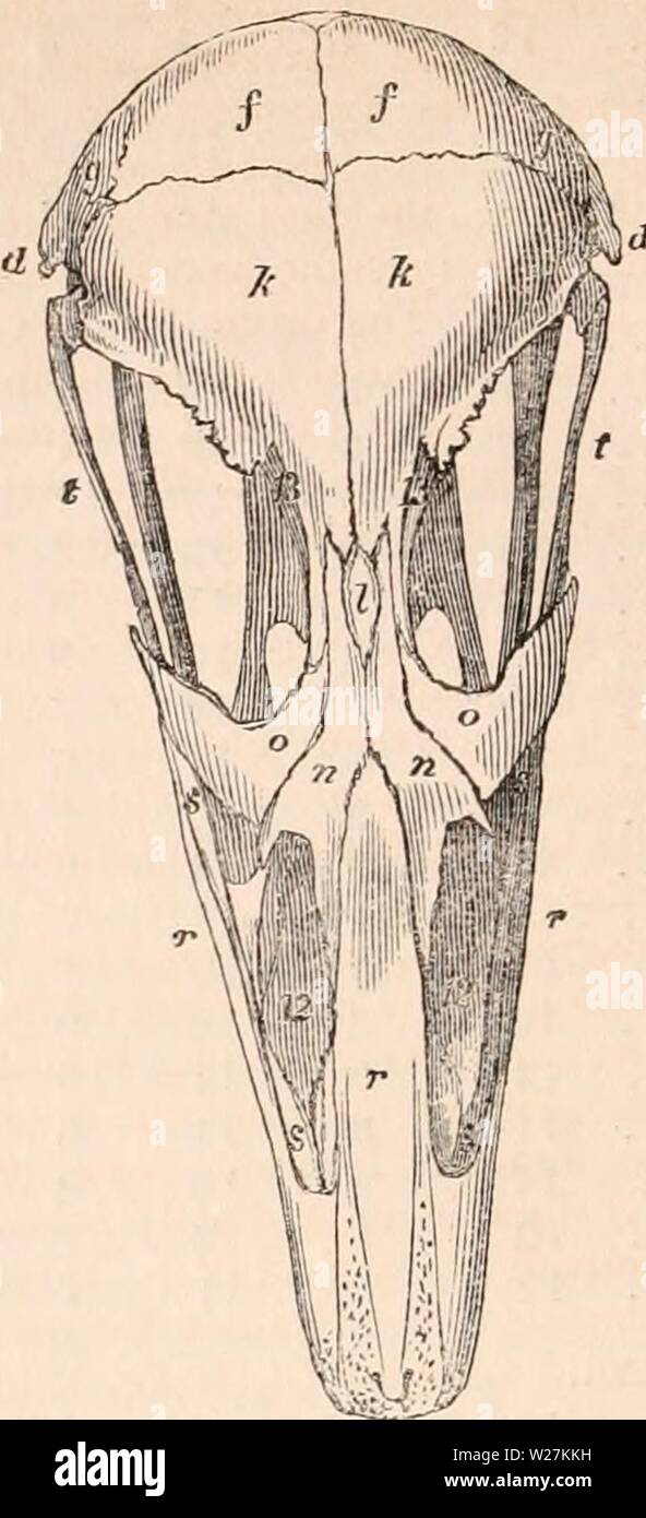 Image d'archive à partir de la page 289 de la cyclopaedia d'anatomie et de Banque D'Images