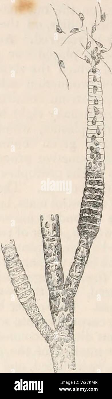 Image d'archive à partir de la page 289 de la cyclopaedia d'anatomie et de Banque D'Images
