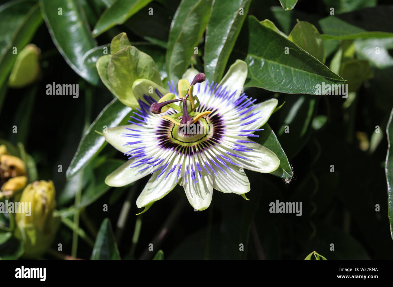 Close up of Passiflora caerulea, la passiflore bleue, bluecrown la passiflore ou fleur de la passion commune, jardin en fleurs Banque D'Images