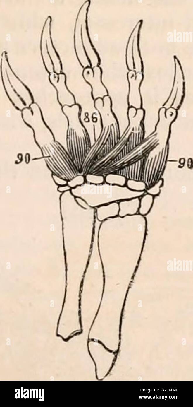 Image d'archive à partir de la page 300 de la cyclopaedia de l'anatomie et. La cyclopaedia de l'anatomie et physiologie0401cyclopdiaofana Myvlogy todd Année : 1847 de la tortue 71, pronator teres (insertion de) ; 72, 75 ; quailratus pronator radial, interims ; 88, flexores- torum digi breves ; 90, interossei digitoriun à manus- terni. Il y a seulement un supinator, qui est in- sérée dans le poignet ; il provient de la condyle externe, mais dans les tortues ce muscle est insuffisant. Les pronators des bras- sont présents dans les pays ; toutefois, la tortue pronator quadratus est très petit, et situé Banque D'Images