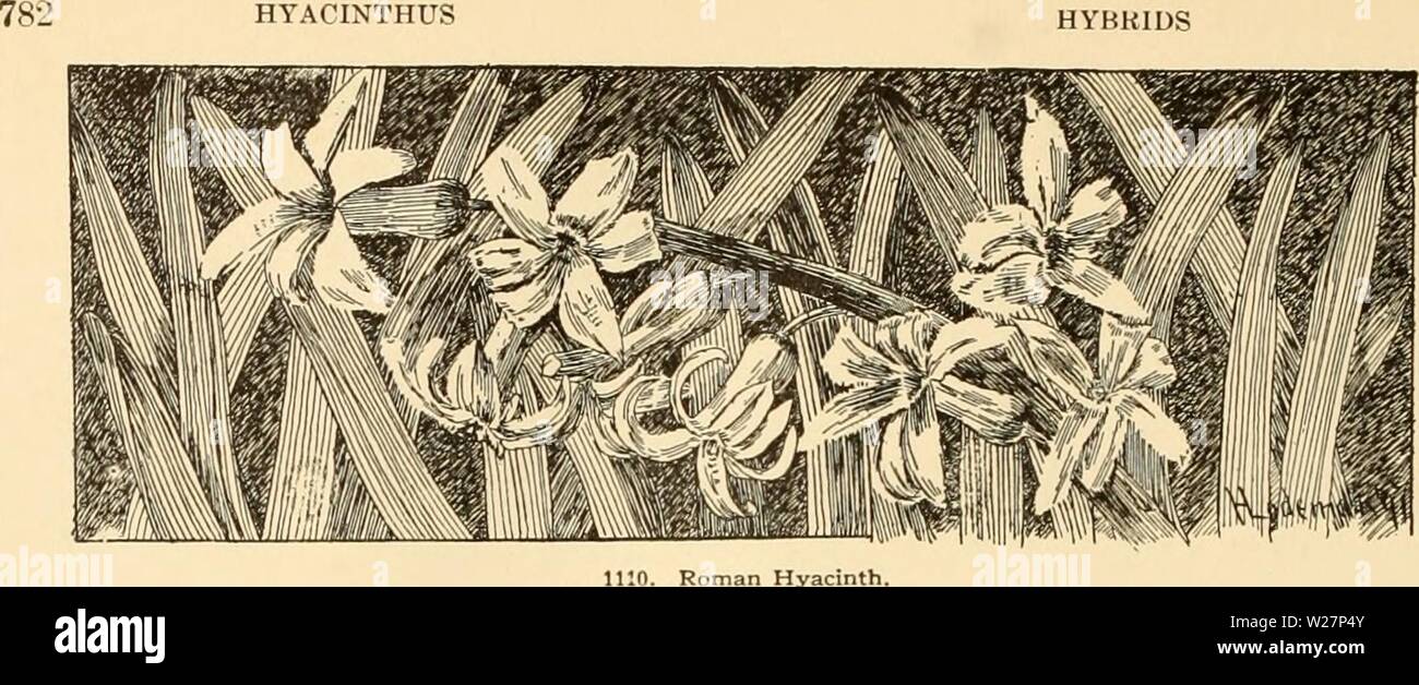 Image d'archive à partir de la page 303 de Cyclopedia of American horticulture . Cyclopedia of American horticulture : comprenant des suggestions pour la culture de plantes horticoles, les descriptions des espèces de fruits, légumes, fleurs et plantes ornementales vendues aux États-Unis et au Canada, ainsi que des notes biographiques et géographiques cyclopediaofame02bail Année : 1906 Rouge Double : Bouquet tendre. Crimson. Par Noble Merite. Vive les DS3. Haydn : lilas unique. Mauve-Lilas. Seul jaune ; Ida. jaune pur. Roi des jaunes. Jaune foncé. Double Yellow : Goethe. D'un jaune vif. Hyac miniature Banque D'Images