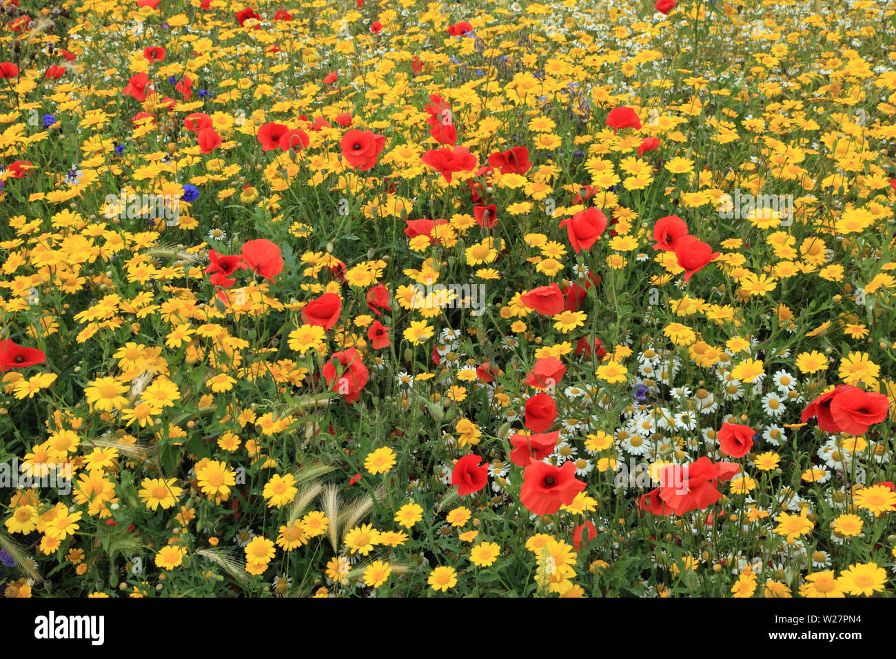 Jardin de fleurs sauvages, champ coquelicot, coquelicot, bleuet, marigold maïs, coloré Banque D'Images