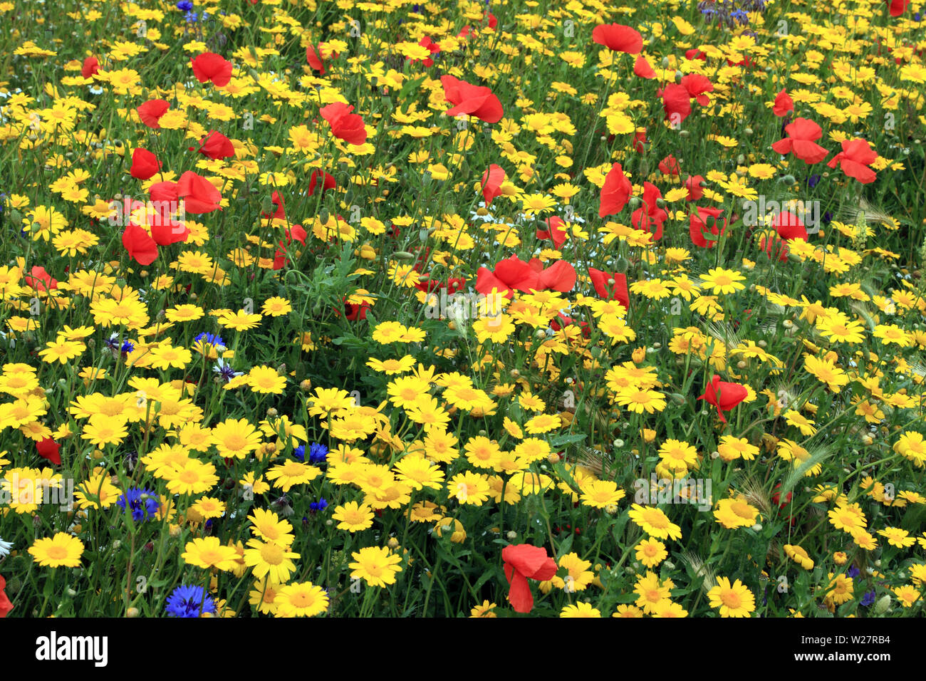 Jardin de fleurs sauvages, champ coquelicot, coquelicot, bleuet, marigold maïs, coloré Banque D'Images