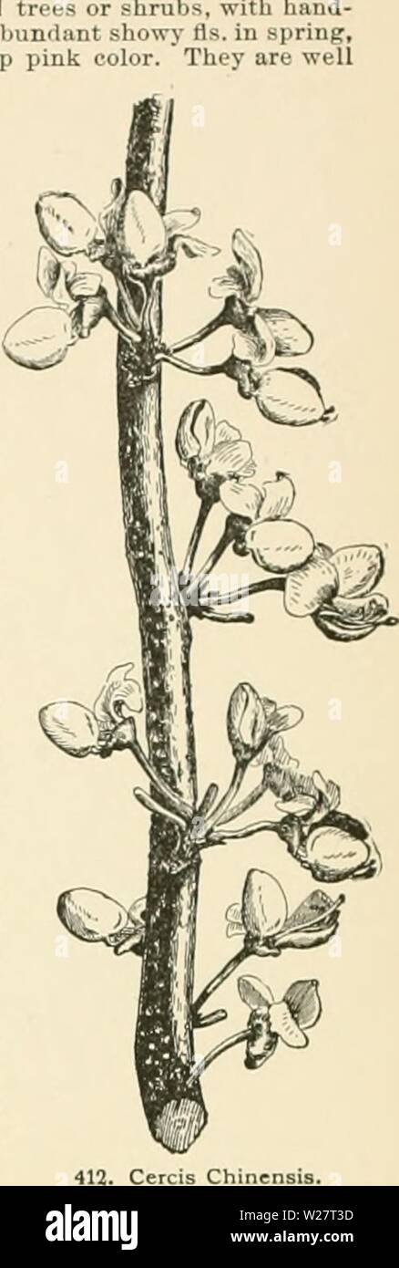 Image d'archive à partir de la page 313 de Cyclopedia of American horticulture, comprenant. Cyclopedia of American horticulture, comprenant des suggestions pour la culture de plantes horticoles, les descriptions des espèces de fruits, légumes, fleurs et plantes ornementales vendues aux États-Unis et au Canada, ainsi que des notes biographiques et géographiques cyclopediaofam01bail Année : 1900 411. Cercis canadensis (X )4). .'J, à dents rouge : pétales presque égaux, le up- newl-étroit de forme oblongue, j'ai ensemencé. 7 s pour le Japon. Très nrnann-nta certains,distinction-t j'..LIAI.'' un très eflfectiv ainl)- l'- ilnii- sg ad. Banque D'Images