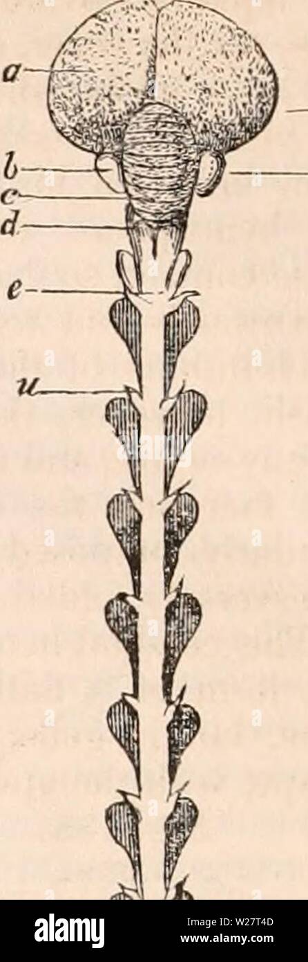 Image d'archive à partir de la page 313 de la cyclopaedia d'anatomie et de Banque D'Images