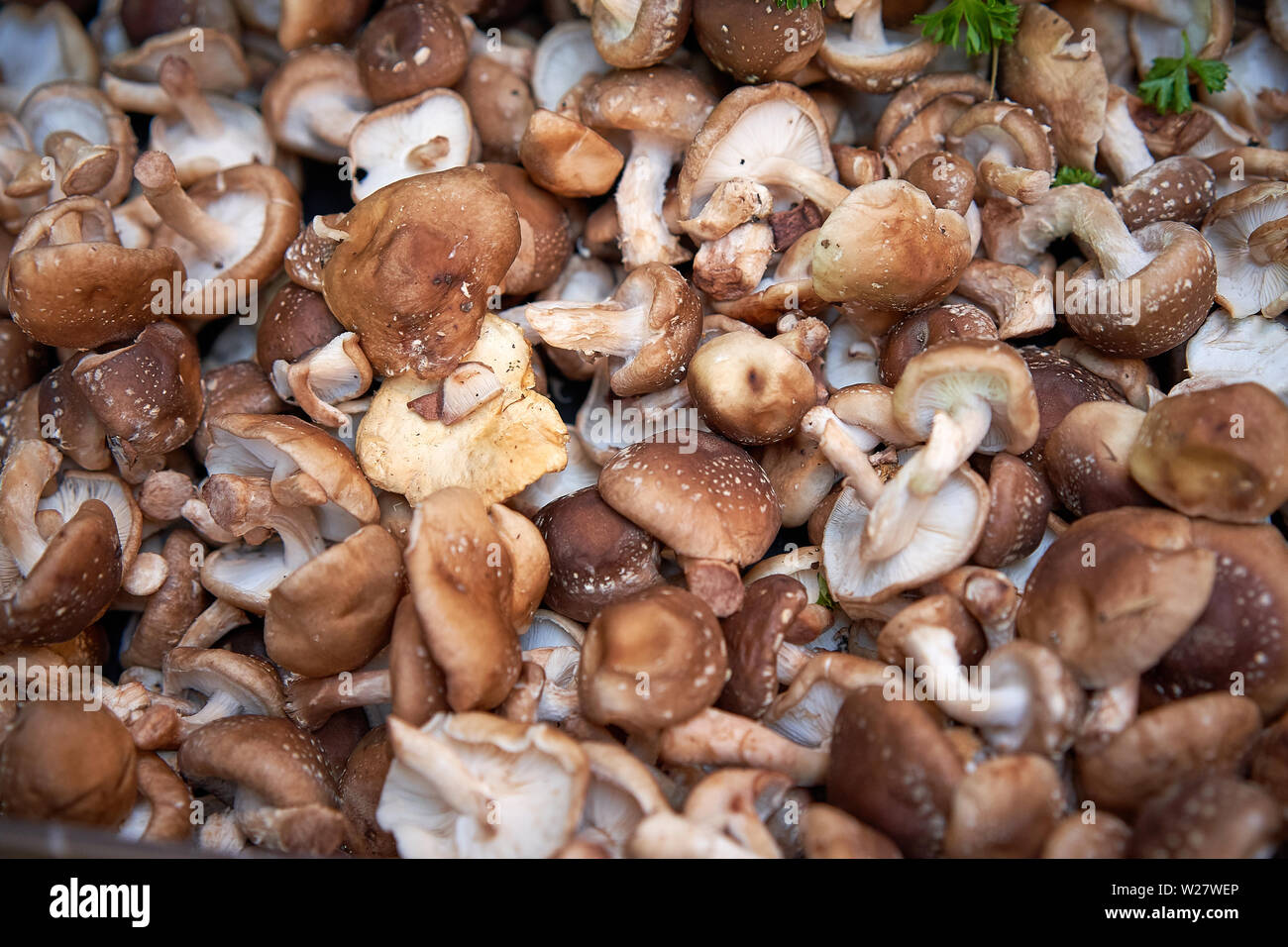 Champignons bruns et blancs en vente sur un étal de légumes dans un marché fermier local. Le format paysage. Banque D'Images