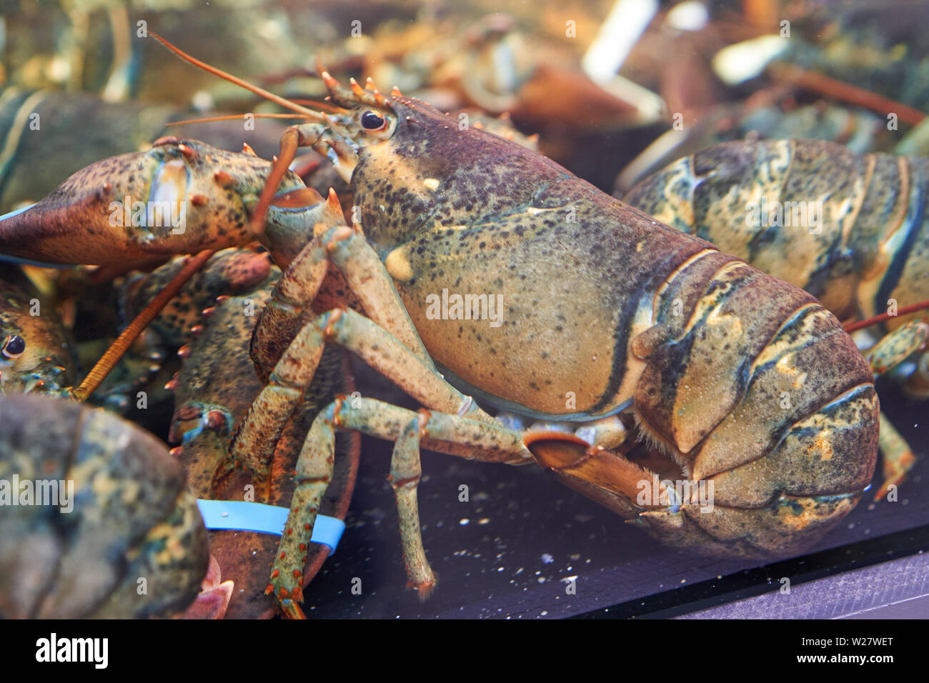 Close up d'un homard de l'Atlantique dans un réservoir à Borough Market (Londres). Le format paysage. Banque D'Images