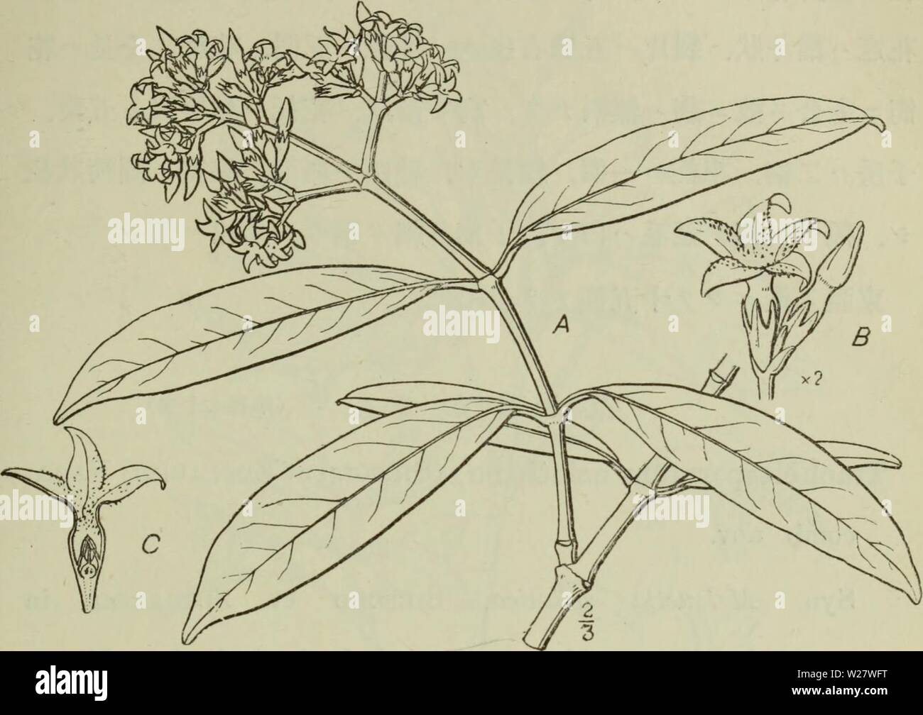 Image d'archive à partir de la page 320 de Dai Nihon jumokushi (1922). Jumokushi dainihonjumokush Dai Nihon naka1882Année : 1922 (305) ç¬¬ç¾å åä¹åA -åºãéã¯.è±'¬åºãã¼é aeB.è±¨ ã"è±ãéã ãå §¨é-ãç¤ºã¹ ãããã ãå ã¦¬ Tracnelospermum±¥. Lemaire Le Jardin fleur I. t. 61.(1851). Syn. R7i7jncJiospermum, (non Reinwardt) Lindley dans Journal officiel de l'Horticultural Society de Londres, I. p. 74.(1846). Triadenia, Miquel Flora Indica Batava 11. p. 458. (1856). FarecJittes, Miquel en Versl. en Med. Kon. Akad. Wetensch. Vi, p. 193. (1859). Çºaeae§ãae¤çãèãå åºãå çåãä°'¨èãaeaeãå®ç·£ãäºå¹'çã Banque D'Images