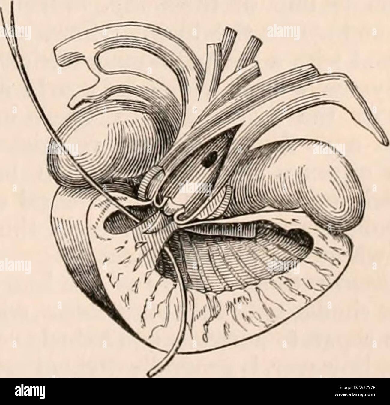 anatomie interne de la tortue