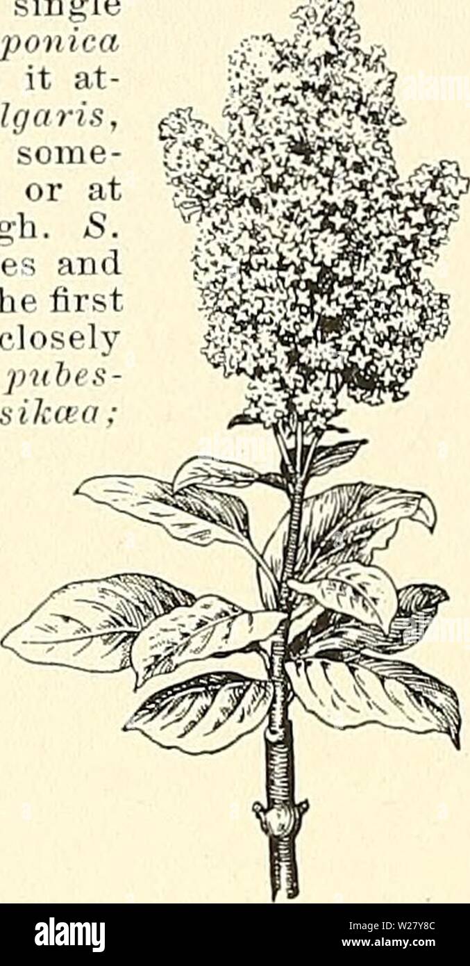 Image d'archive à partir de la page 329 de Cyclopedia of American horticulture, comprenant. Cyclopedia of American horticulture, comprenant des suggestions pour la culture de plantes horticoles, les descriptions des espèces de fruits, légumes, fleurs et plantes ornementales vendues aux États-Unis et au Canada, ainsi que des notes biographiques et géographiques cyclopediaofamer04sous caution4 Année : 1900 1760 2450 SYEINGA SYRINGA. Syringa villosa, (XG-5.) Le Ijilacs sont très voyante en fleur, en particulier lorsque des groupes rassemblés sur tliese, et en règle générale sont les plus efficaces les moins de variétés différentes qu'ils cont Banque D'Images