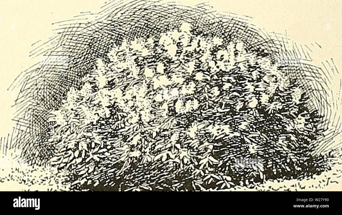 Image d'archive à partir de la page 329 de Cyclopedia of American horticulture, comprenant. Cyclopedia of American horticulture, comprenant des suggestions pour la culture de plantes horticoles, les descriptions des espèces de fruits, légumes, fleurs et plantes ornementales vendues aux États-Unis et au Canada, ainsi que des notes biographiques et géographiques cyclopediaofamer04sous caution4 Année : 1900 2450. Syringa villosa, (XG-5.) Le Ijilacs sont très voyante en fleur, en particulier lorsque des groupes rassemblés sur tliese, et en règle générale sont les plus efficaces les moins de variétés différentes qu'ils contiennent. Le mélange de speci Banque D'Images