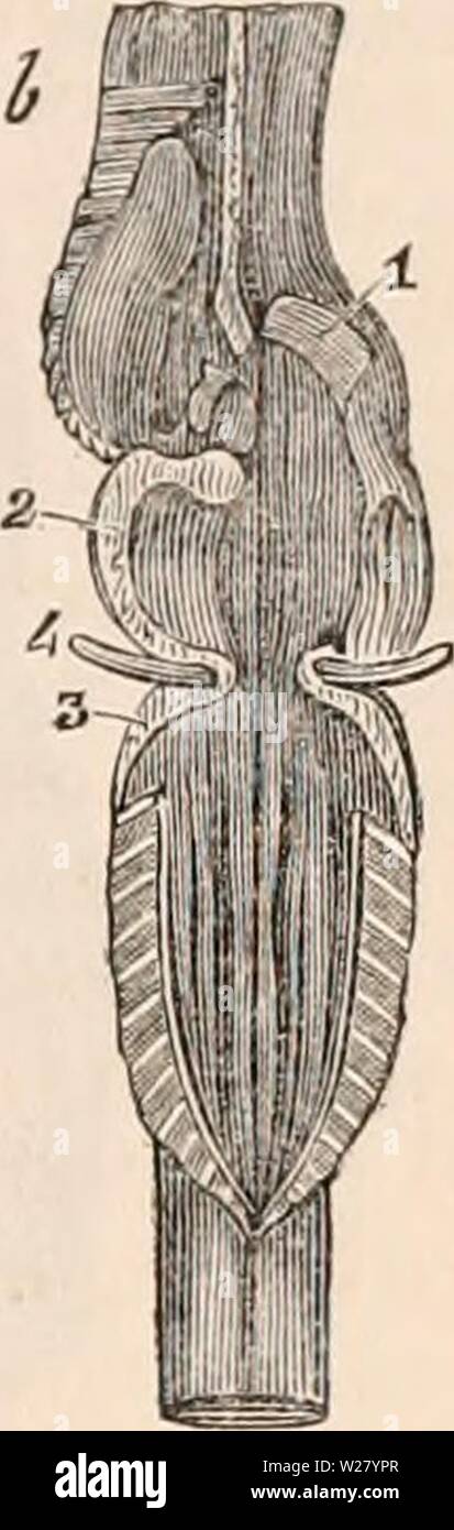 Image d'archive à partir de la page 330 de la cyclopaedia de l'anatomie et. La cyclopaedia de l'anatomie et physiologie0401cyclopdiaofana todd Année : 1847 anatomie du cerveau de tortue. {Après Swan.) a. 1, corps strié et un degré moindre éminence oblongue vu sur l'ouverture du ventricule latéral, sur le côté gauche le plexus choroïde est vu passant à travers une ouverture dans le septum, de communiquer avec celui de droite ; partie du corps strié a été supprimé sur le côté droit ; 2, thalamus du nerf optique ; 3, lobe optique et le ventricule continue d'avancer sous le thalami, formant une ressemblance de la troisième Banque D'Images