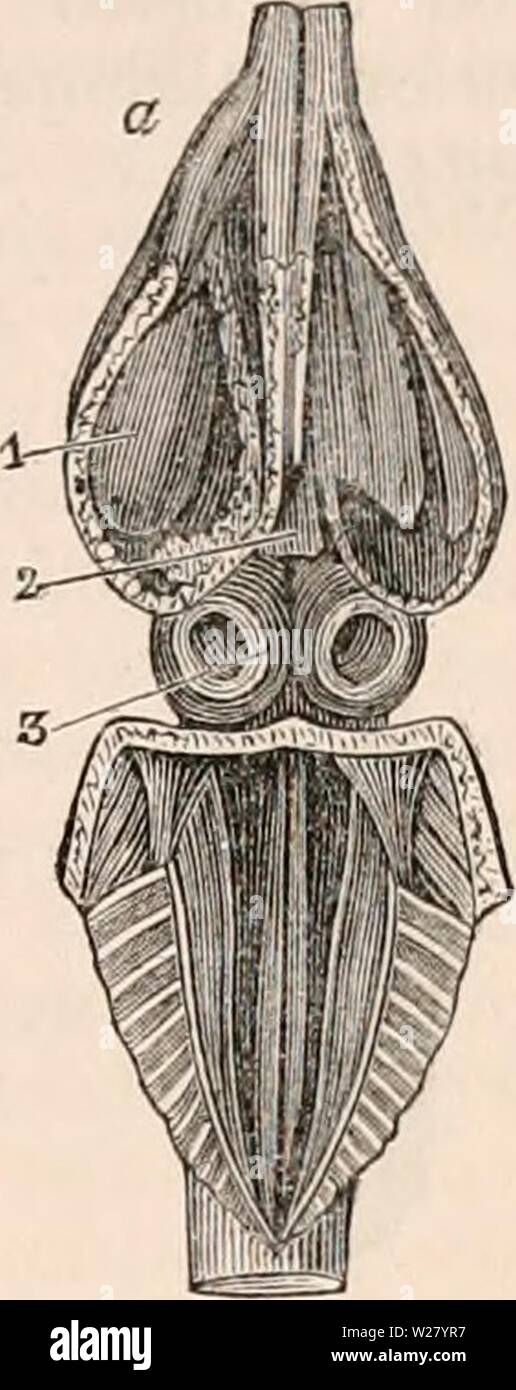 Image d'archive à partir de la page 330 de la cyclopaedia de l'anatomie et. La cyclopaedia de l'anatomie et physiologie0401cyclopdiaofana todd Année : 1847 REPTILIA. 309 peu après son origine en trois branches, dont l'un est le droit ou l'aorte systémique, la deuxième la sous-clavière droite, et le troisième le tronc commun des artères carotides et sous-clavière gauche. La gauche ou splanchanic l'aorte, antérieure à la division entre les vis- cera, dégage une grande Branche qui communique avec le droit de l'aorte descendante ou systémique. Les trois grandes artères, à savoir la pulmonaire et l'aorte, droite et gauche sont étroitement Banque D'Images