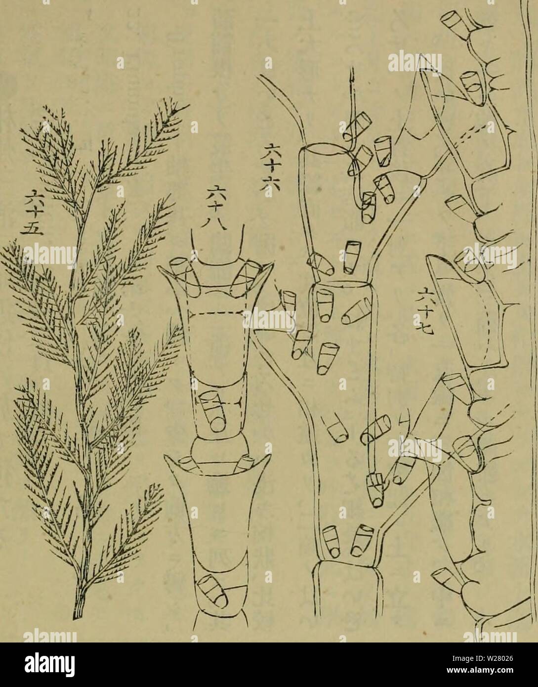 Image d'archive à partir de la page 332 de l'Dbutsugaku zasshi (1889). Dbutsugaku dbutsugakuzasshi zasshi niho03Année : 1889 Banque D'Images