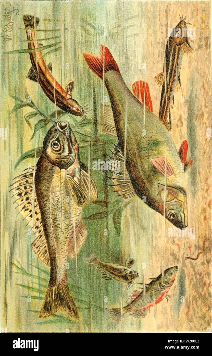 Image d'archive à partir de la page 334 du Süsswasser-Aquarium Das Geschichte, Flora. Süsswasser-Aquarium Das Geschichte : flore, faune des Süsswasser-Aquariums und seine, Anlage und Pflege dasssswasseraq00bade Année : 1898 C o u v r-1- 75 c e o » Banque D'Images