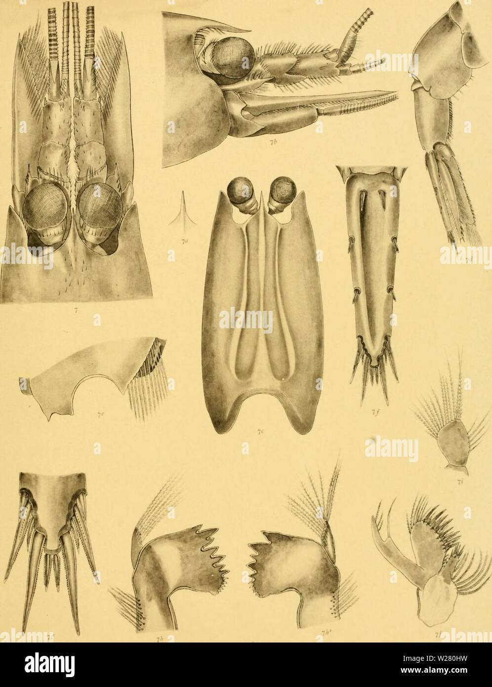 Image d'archive à partir de la page 334 de l'Décapodes du Siboga. Les Décapodes du Siboga decapodaofsiboga expédition04manj Année : 1911 Sibotja-Hxpeditie XXXlXa J. G dc l'homme. Si Caridoo. j. G. de l'homme. del. Banque D'Images