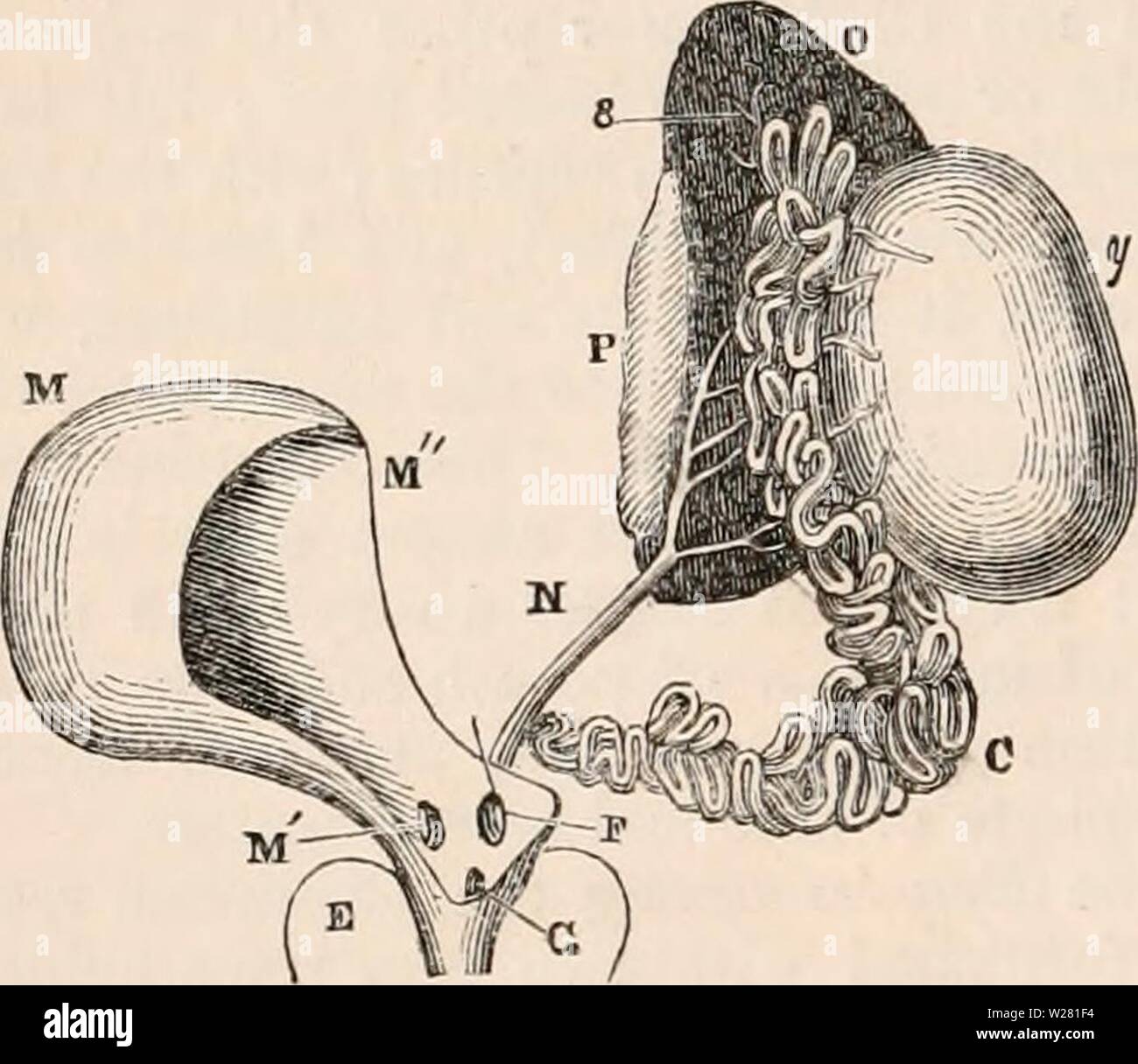 Image d'archive à partir de la page 339 de la cyclopaedia de l'anatomie et. La cyclopaedia de l'anatomie et physiologie0401cyclopdiaofana todd Année : 1847 318 REPTILIA. et est conforme à ce qui existe de très près dans la classe des oiseaux. Les testicules sont toujours au nombre de deux, et situé dans la cavité abdominale de chaque côté de la colonne vertébrale, leur po- tion étant plus ou moins avancé vers l'avant en suivant les circonstances : ils sont, cependant, constamment en juxtaposition avec les reins, sous ou devant laquelle ils sont toujours placés. Dans les chéloniens ils sont toujours trouvés à être connecté avec l'en- feri Banque D'Images