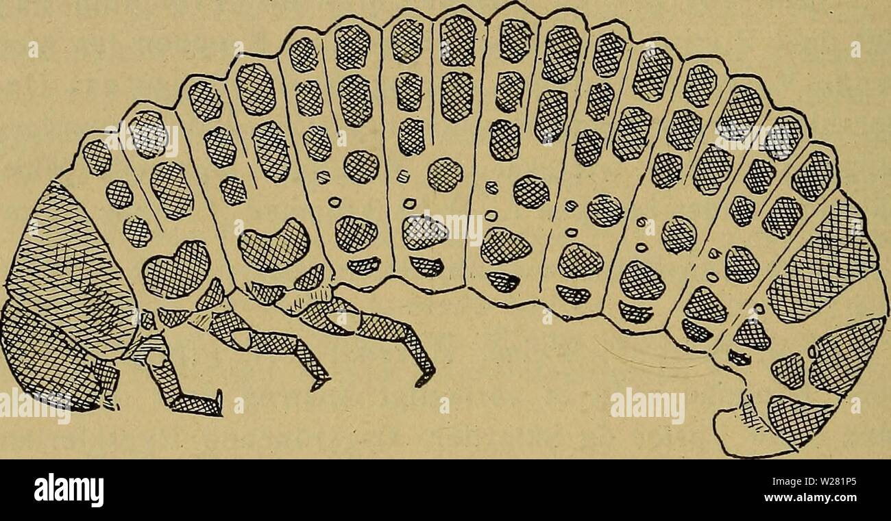 Image d'archive à partir de la page 341 de la faune ; illustrerede haandbøger plus. Illustrerede haandbøger la faune ; plus de den danske dyreverden danmarksfaunaill..31dans Année : 1907 334-AAP et Côté dybt indstukket Punkt, og 2-3 lignende Punkter findes-AAP Panden côté af. Paa Panden côté desuden-med en større eller mindre, uregelmaessig, flad Grube. Côté-AAP 6 hvoraf øverste Øjne, de 4 i en Rhombe staar, Antennerne leddede-3. Laebepalperne leddede-3. Pronotum foroven daekket mørkere af et eller lysere Skjold. Méso- og Metanotum saavel som de første 7-8 Fig. 12. Larve Phyt af Banque D'Images