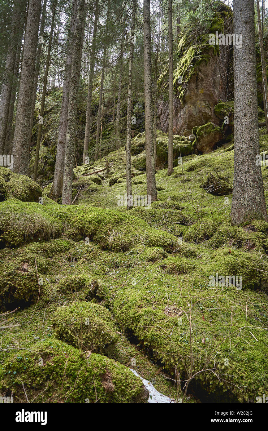 Sapins de musc et de lichens dans une forêt dans la région du Trentin-Haut-Adige en Italie. Le format Portrait. Banque D'Images