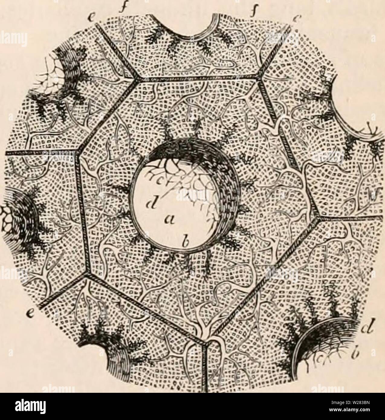 Image d'archive à partir de la page 352 de la cyclopaedia d'anatomie et de Banque D'Images