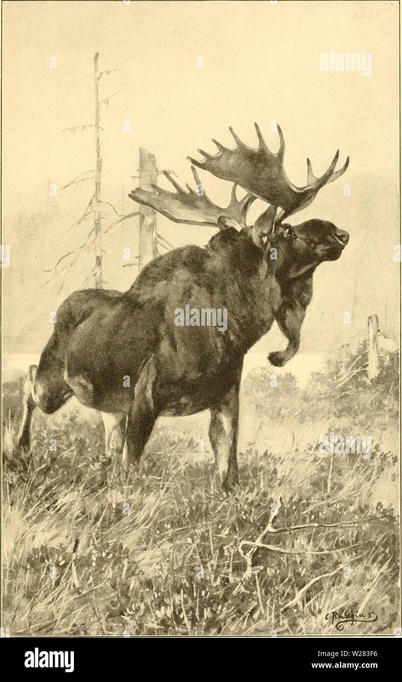 Image d'archive à partir de la page 352 de la famille des cervidés (1902) Banque D'Images