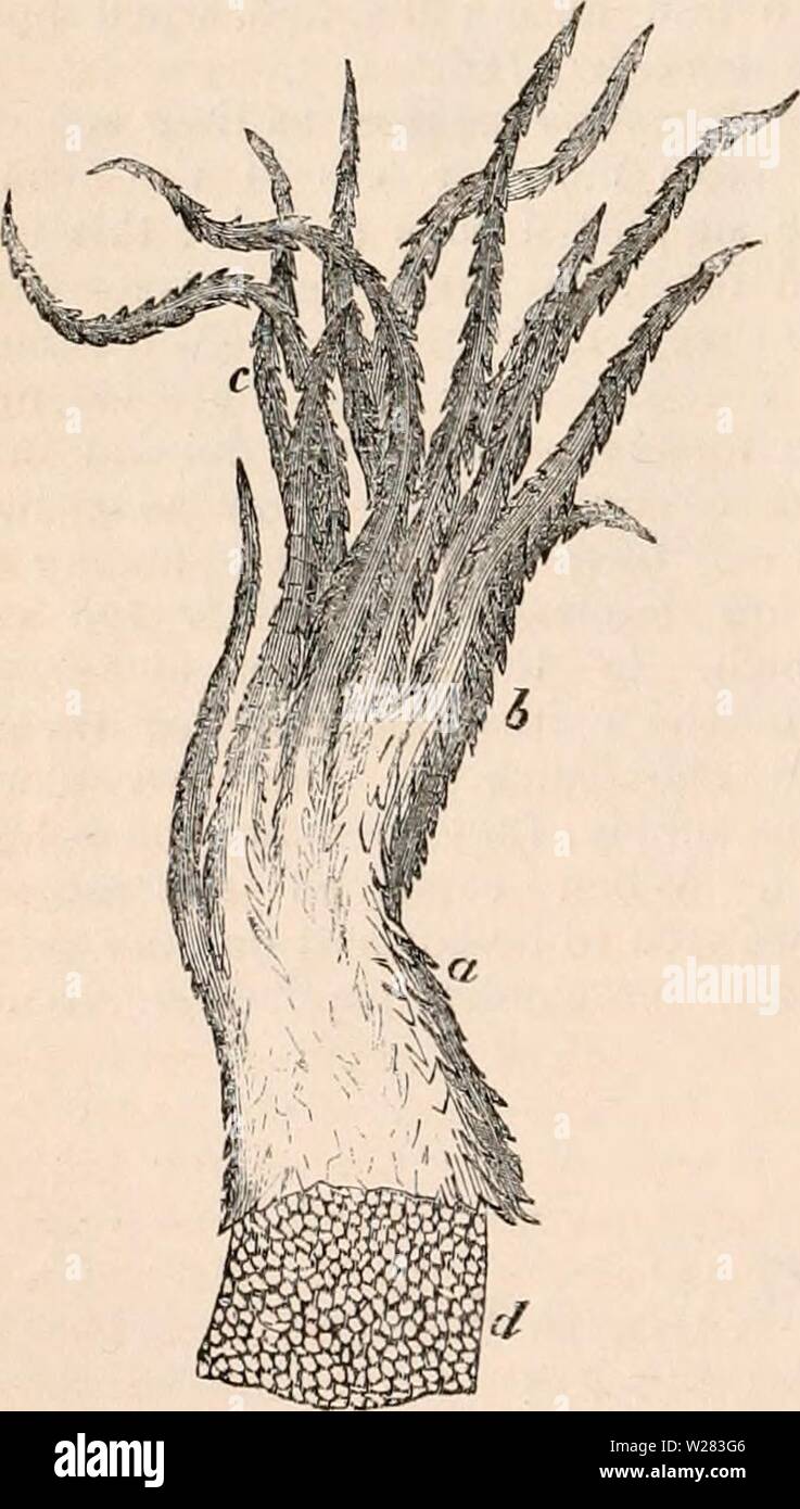 Image d'archive à partir de la page 353 de la cyclopaedia d'anatomie et de Banque D'Images