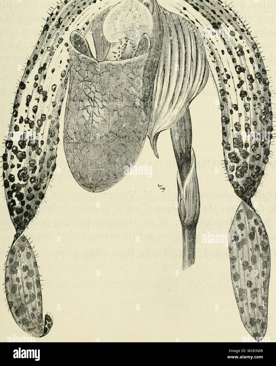 Image d'archive à partir de la page 354 du Cypripedium, Selenipedium & Uropedium Monographie. Cypripedium, Selenipedium & Uropedium. Monographie comprenant la description de toutes les espèces, variétés et hybrides en vigueur jusqu'à ce jour cypripediumselen00desb Année : Cypripedium Selenipedium. iNforganiae Banque D'Images