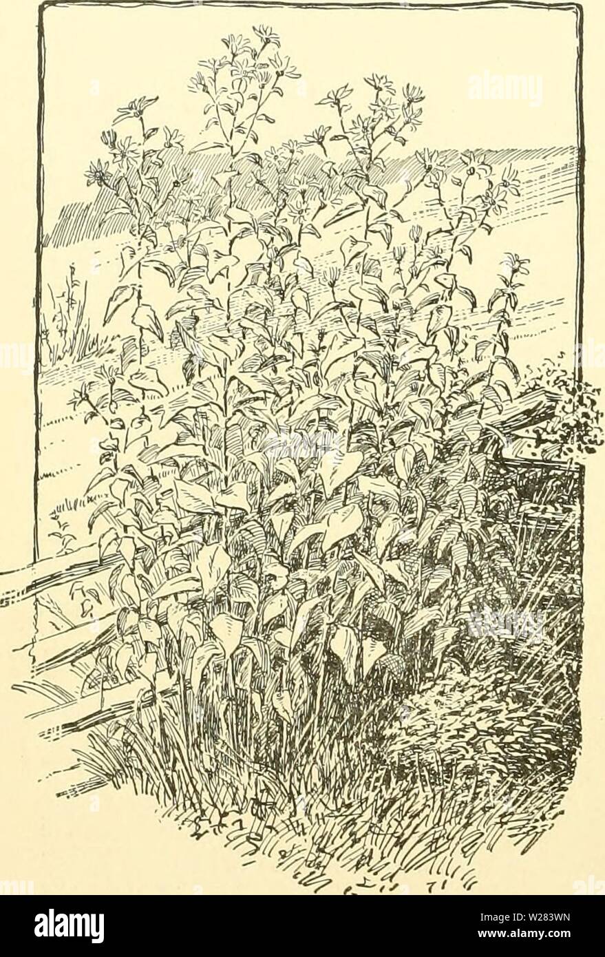 Image d'archive à partir de la page 355 de Cyclopedia of American horticulture, comprenant. Cyclopedia of American horticulture, comprenant des suggestions pour la culture de plantes horticoles, les descriptions des espèces de fruits, légumes, fleurs et plantes ornementales vendues aux États-Unis et au Canada, ainsi que des notes biographiques et géographiques, et d'un synopsis du règne végétal cyclopediaofamer06bail Année : 1906 1978 JARDIN SAUVAGE DE BRISE-VENT tandis que le jardin sauvage a été créé pour faire de la place pour les plantes à l'extérieur du jardin proprement dit, il n'est pas ex- incluent le jardin favoris. Par exemple Banque D'Images