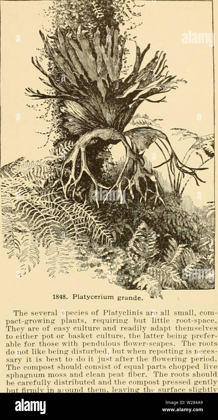 Image d'archive à partir de la page 358 de la Cyclopaedia of American horticulture . Cyclopedia of American horticulture : comprenant des suggestions pour la culture de plantes horticoles, les descriptions des espèces de fruits, légumes, fleurs et plantes ornementales vendues aux États-Unis et au Canada, ainsi que des notes biographiques et géographiques cyclopediaofame03bail Année : 1906 PLATYCEEIUM 15:111. Sur. 51, p. 259. G.C. III. 10 :(en7. Xot Mn. 1, p. 77, qui est vraiment P. grande. Var. m&jus, Moore, est plus fort, plus haut à droite, et d'épaisses, coriaces, frondes vert foncé. Ac d'après F. L. Banque D'Images