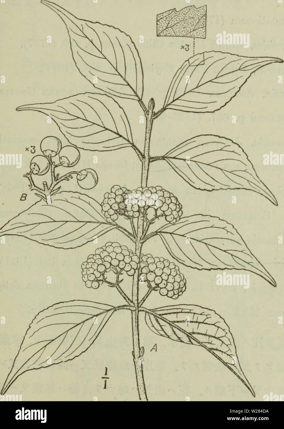 Image d'archive à partir de la page 358 du Dai Nihon jumokushi (1922). Jumokushi dainihonjumokush Dai Nihon naka1882Année : 1922¬¦ «- é é è ç§ bã¾ãããããï¼ç (343) ç¾å¬¬ãã "åä'åï¼ Callicarpa yakusimensis,ä'ãoidzumi m Tokyo Botanical Magazine XXVIII. p. 151. (1914). Å°çae ãaeã¨¦ã³ãå¾¯¯®æ å¢çã¹ãèãååµå½ ãå ãã·ç"¯¬ãªãå ãã° é½ã¡ãªã é£è¡¨¶ è² é¢ãç·äºã ãå¾ ºç ãè®é"å¤ã ã·è£é¢'ãae¡¶ è²è ç· ºÉ¤¯ ã"å ä'ç'"èä'ã¥ kroměříž®æ¯¡ãªã aeªãè ã±ã²è ãºãaeå¦¯¦ã ç'å¾ãç³°è¨±ã å±ä¹ å³¶ã¢ç ç¬¬ç¾å ã "åä å²'¡aeç ãéã¯A.'Ã"aeB.aeèµãä¤§'åå Banque D'Images