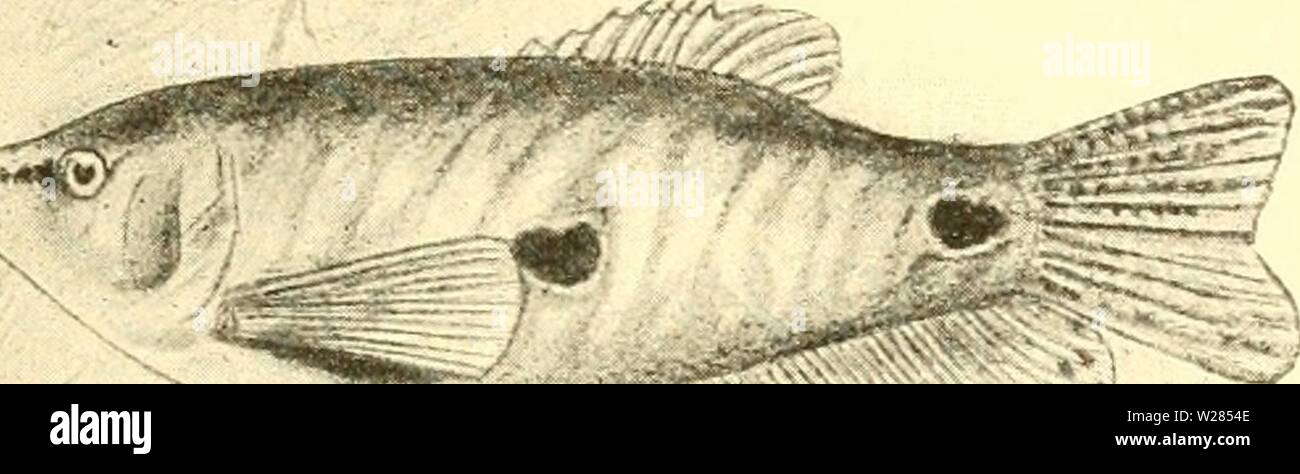 Image d'archive à partir de la page 362 d'Süsswasser-Aquarium Das Geschichte, Flora. Süsswasser-Aquarium Das Geschichte : flore, faune des Süsswasser-Aquariums und seine, Anlage und Pflege dasssswasseraq00bade Année : 1898 - 341 biefem SBerfucfj l'urami,§ su weichholz schnittholz, holzpellets, blieb es nicfjt. 33efonber legten ber3 en 3e l'inö 5al)trcid)e eur iere eingeführt, roorben jettf unfcrm oon benen dans Osphromenus Aquarium trichopterus dans feinen beiben 33arte = täten Koelreuteri Cahtoris Trichogaster unb unb fasciatus, |eine ,ben nafje ftetjenbe uramiS Slrt, genauen werben. Banque D'Images