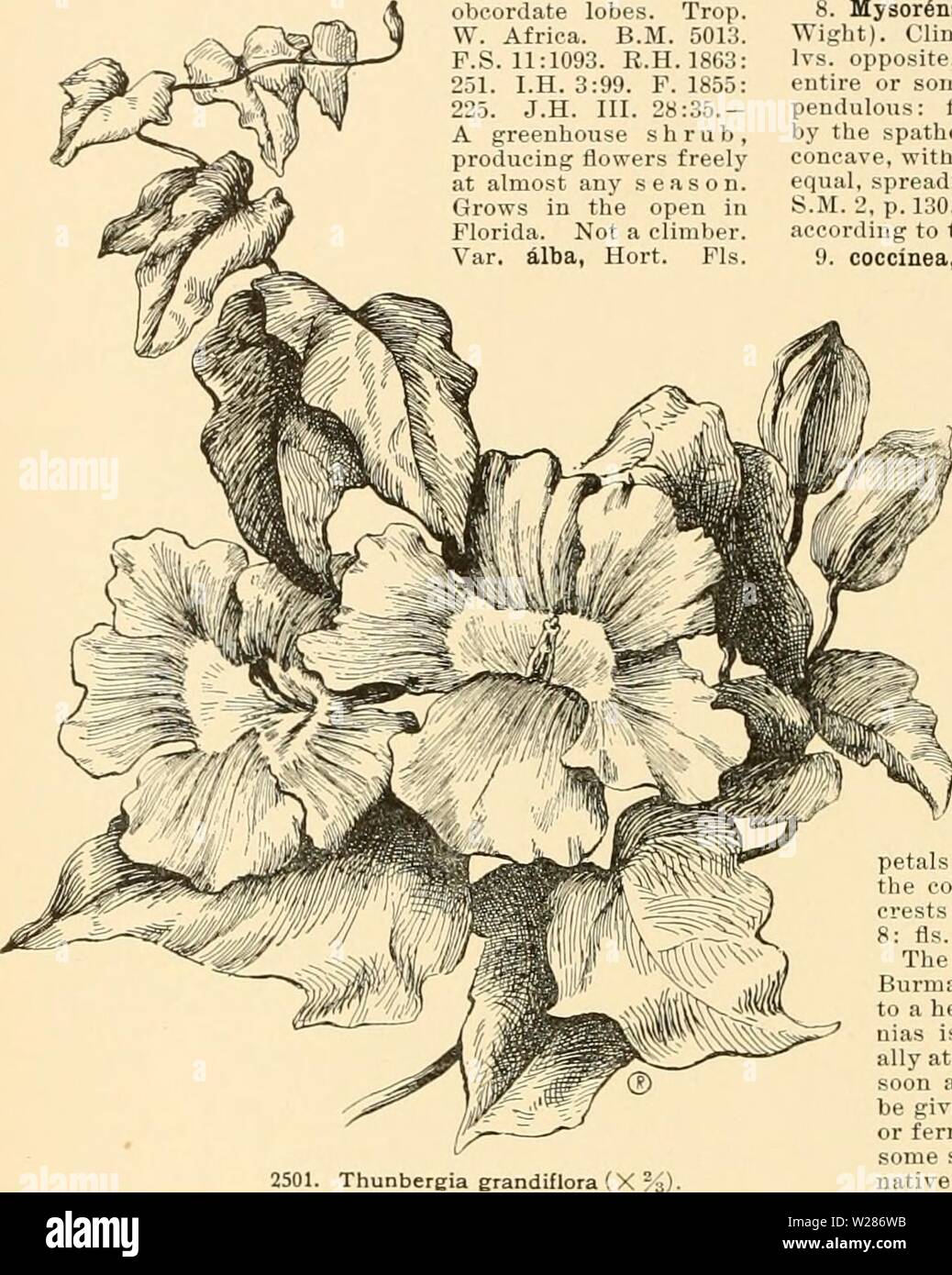 Image d'archive à partir de la page 373 de Cyclopedia of American horticulture Banque D'Images