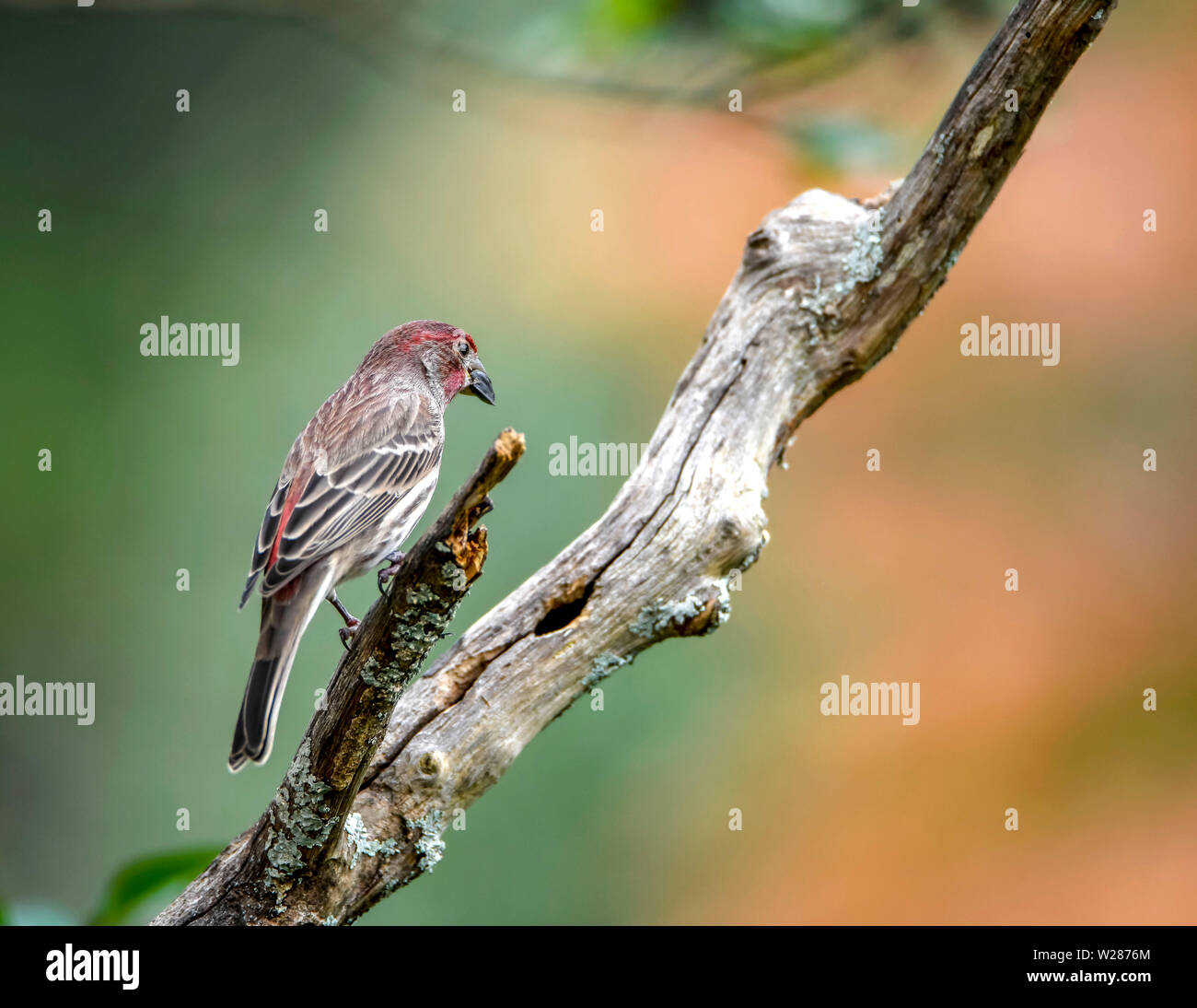 Un petit Finch assis sur une crape myrtle membre de l'arbre. Banque D'Images