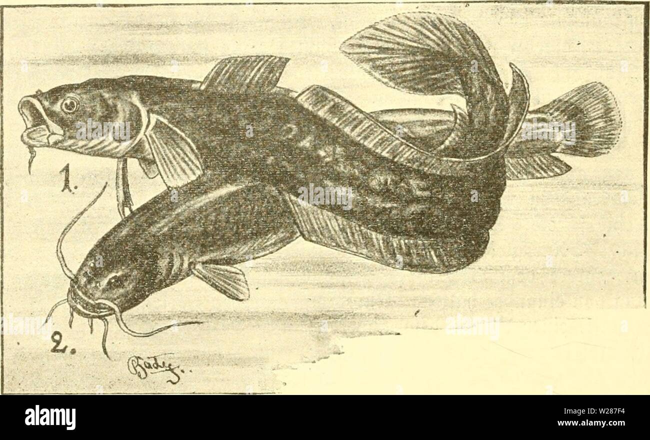 Image d'archive à partir de la page 377 de l'Süsswasser-Aquarium Das Geschichte, Flora. Süsswasser-Aquarium Das Geschichte : flore, faune des Süsswasser-Aquariums und seine, Anlage und Pflege dasssswasseraq00bade Année : 1898 - 352 - 2. g&ci plus§offev Anacanthini (f£). 2)ie ftiemen bei' t)epiu)er get)örenben tfd;e ftnb f'anuuförmtg Dberfiefer ber, inifcrjenfiefer nicfjt ift mit beut. oertoadjfen 21gloffenftraljten lte dans loffen§ ftet $ Allen, gegttebert juroeiten erfte nur ift ber trat) ber 9Uicfen =, 23ruft = 93unb)aud ftoffe fnodjig fjart unb, BOD) tteberung§ ftet ift eine gu trésor'ennen. S)ie Q3aud)  = tj floffen Banque D'Images