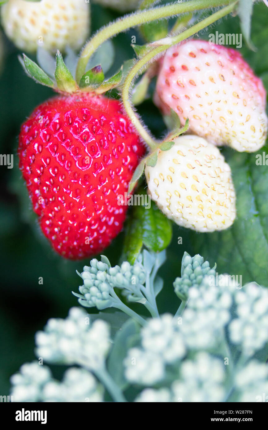 Gros plan d'une des fraises mûres dans le jardin Banque D'Images