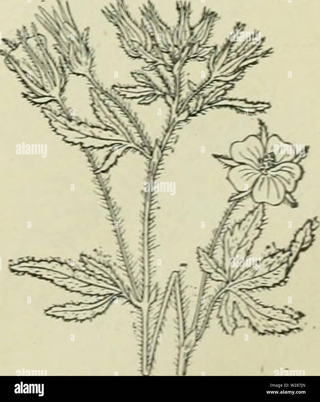 Image d'archive à partir de la page 424 de De flora van Nederland (1909-11). De flora van Nederland defloravannederl02heuk Année : 1909-11. FAMILIE 48. - MALVACEAE. 347 comme centrale. Bloemen rosé, violet de wit. Handvormig gekarteld ingesneden Bladen, hartvormigen motorkapontgrendeling a rencontré, de voet. Kruidachtige planten. Volksnamen. Kaasjes kaasjeskriiid, de Namur, kaasjesbloem worden algemeen gebruikt', alle slaan op den vorm der vrucht, die wel wat een van Leidscne kaas heeft nog broodjes, verder dans schakekaas Noord-Limburg en Zélande en op Beveland-sud. Tableau tot het d ineeren m eter der soorten van het geslacht Mal Banque D'Images