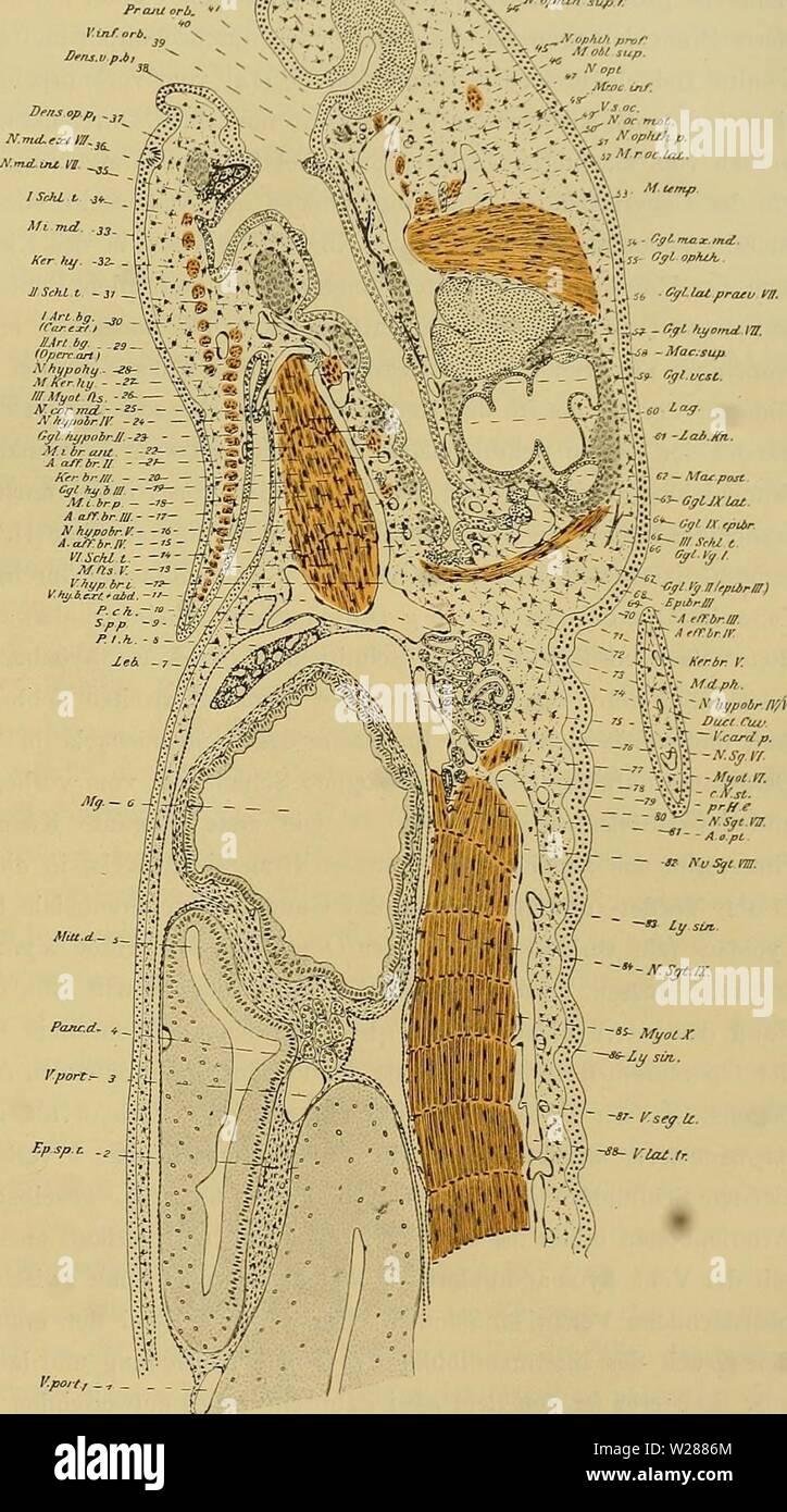 Image d'archive à partir de la page 382 de l'Medicinisch-Naturwissenschaftlichen Denkschriften der Gesellschaft zu. Denkschriften der Medicinisch-Naturwissenschaftlichen denkschriftender Gesellschaft zu Jena47medi Année : 1879 647 Entwicklungsgeschichte des Kopfes BlutgefÃ¤sssystems und von Ceratodus forsteri. Je307 cessus antorbitalis (40), vor der Nervus Ã¼ber welchem maxilles superioris trijumeau des (41) verlÃ 2004-2005 FRF. Nach hinten schliesst sich das Vomeropalatinum¤hnen mit seinen ZÃ un bu (38), an der der Unterseite Trabekel befestigt ist. Hinter den tra- Hs. bekeln Aortenwurze, dicht unter der Banque D'Images