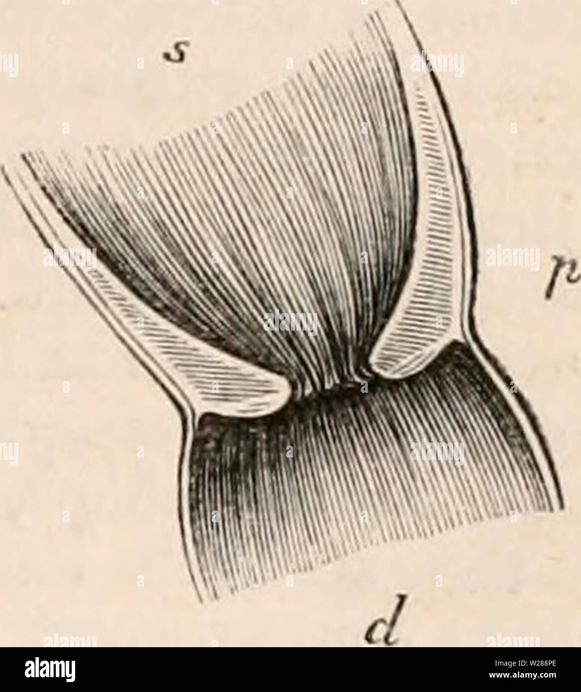 Image d'archive à partir de la page 386 de la cyclopaedia d'anatomie et de Banque D'Images